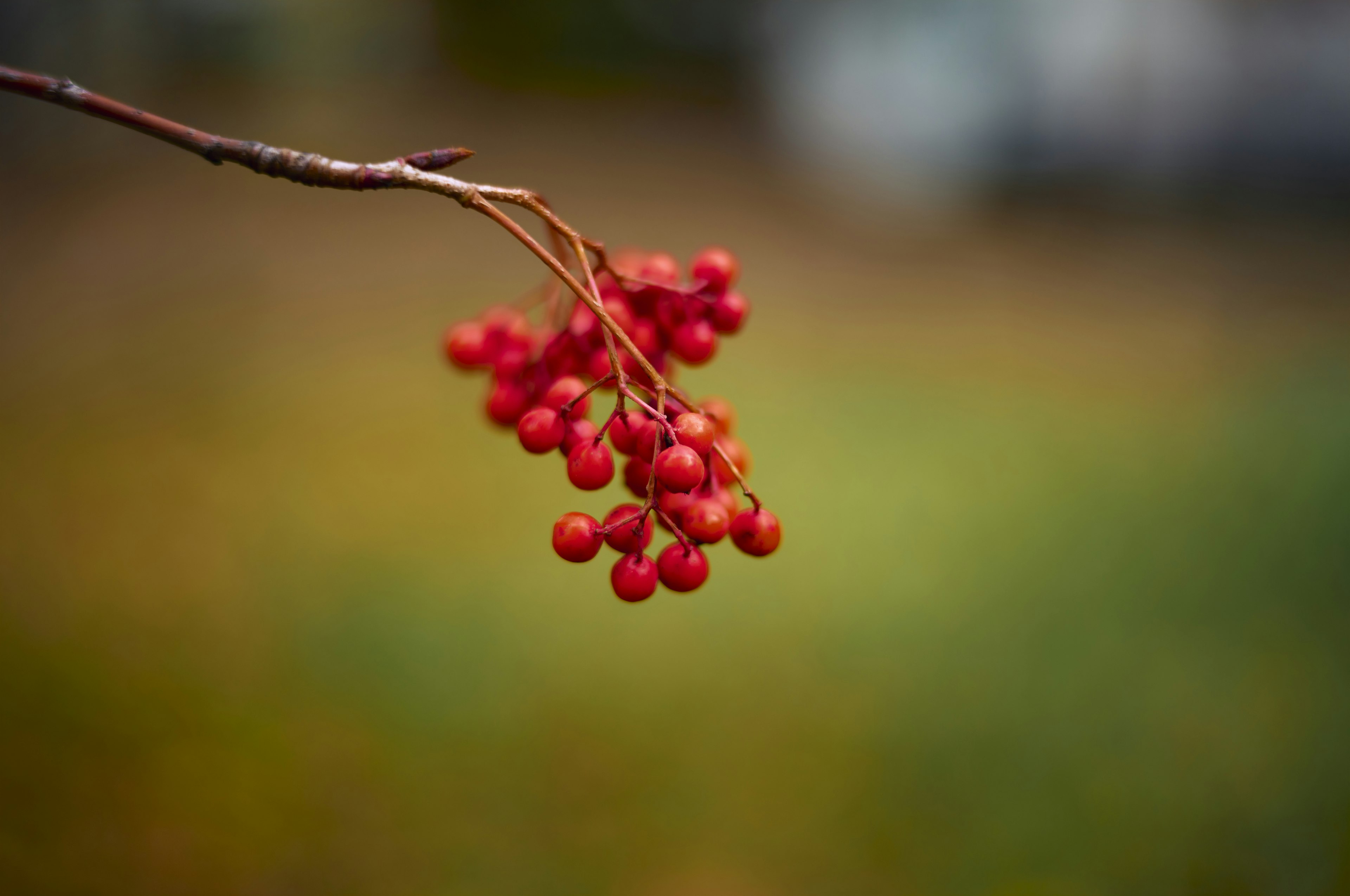 紅色漿果的樹枝特寫模糊的綠色和棕色背景