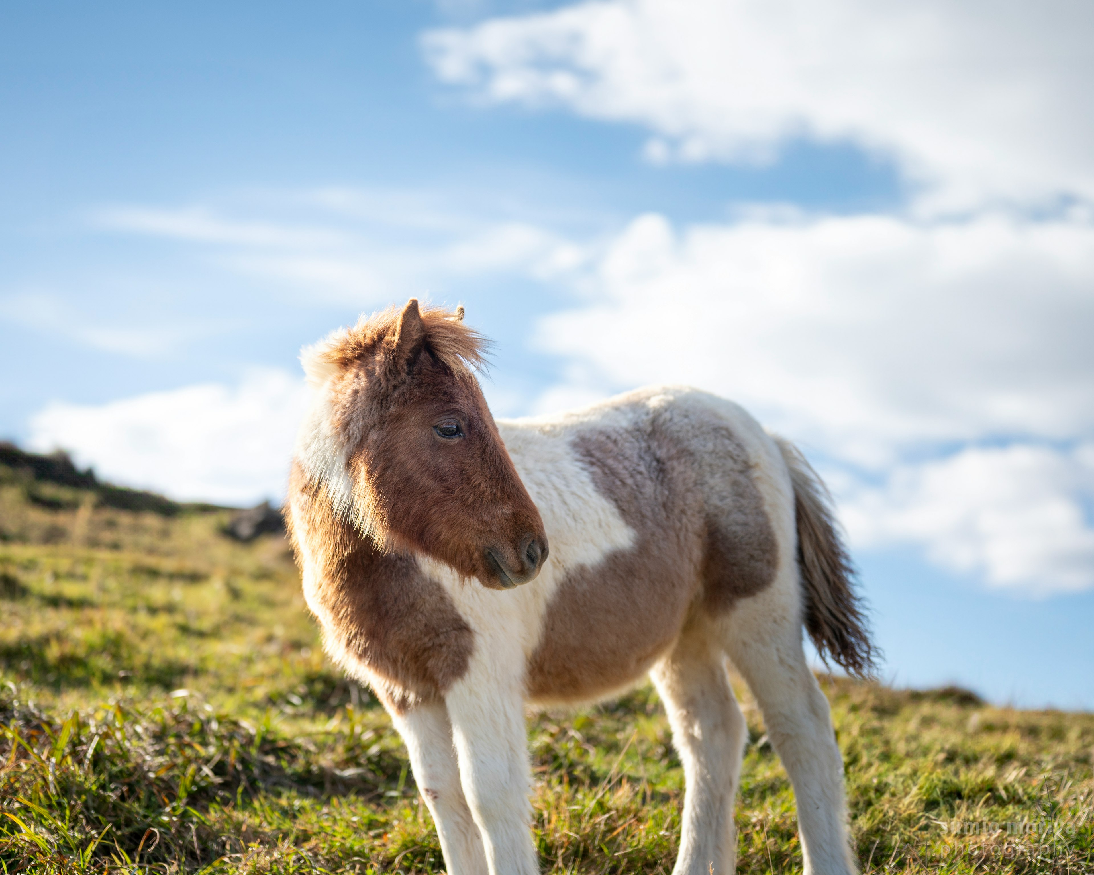 Ein junger Pony steht auf einer Wiese mit auffälligen braun-weißen Fellmustern unter einem blauen Himmel