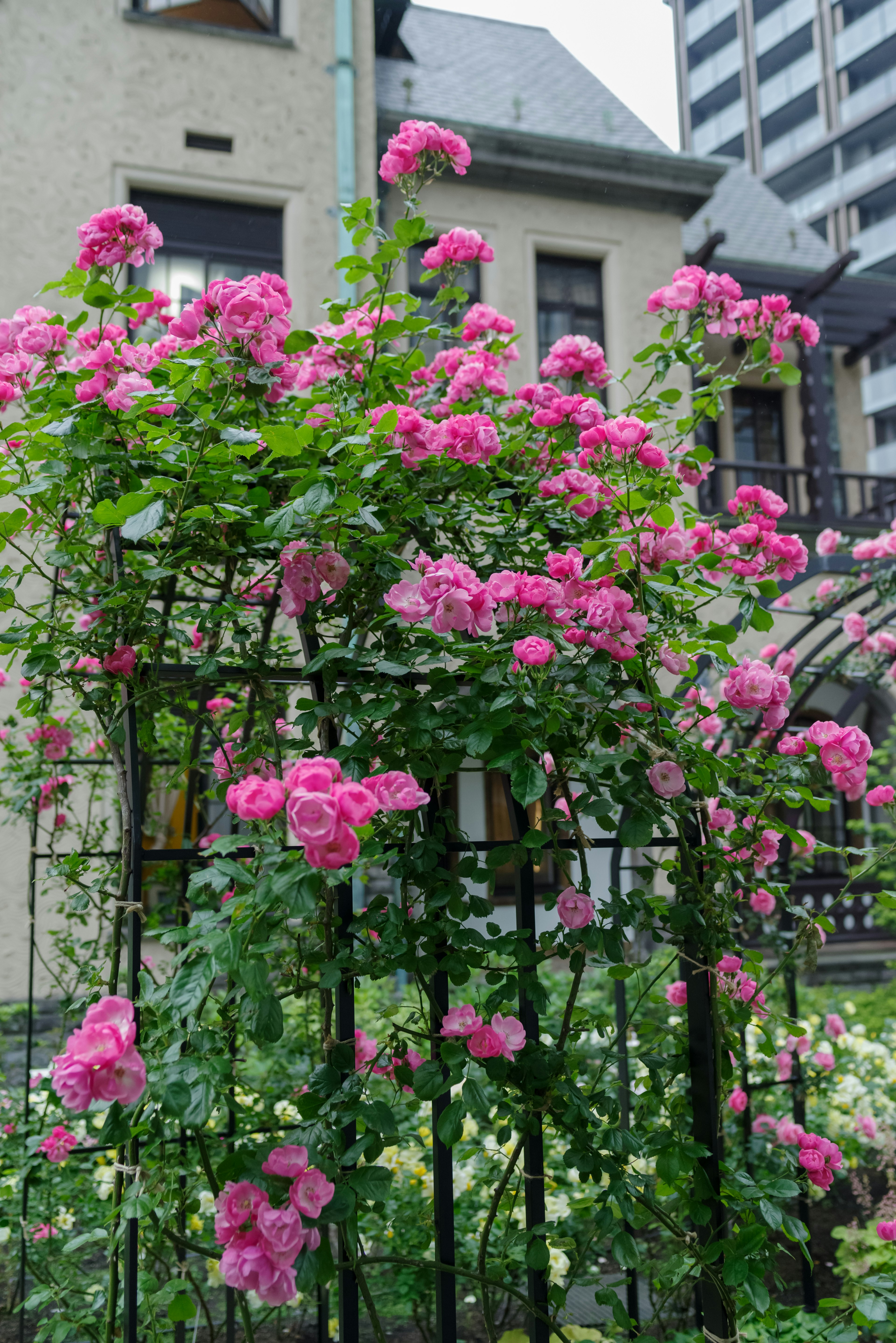 A lush display of pink roses climbing a black fence near modern buildings