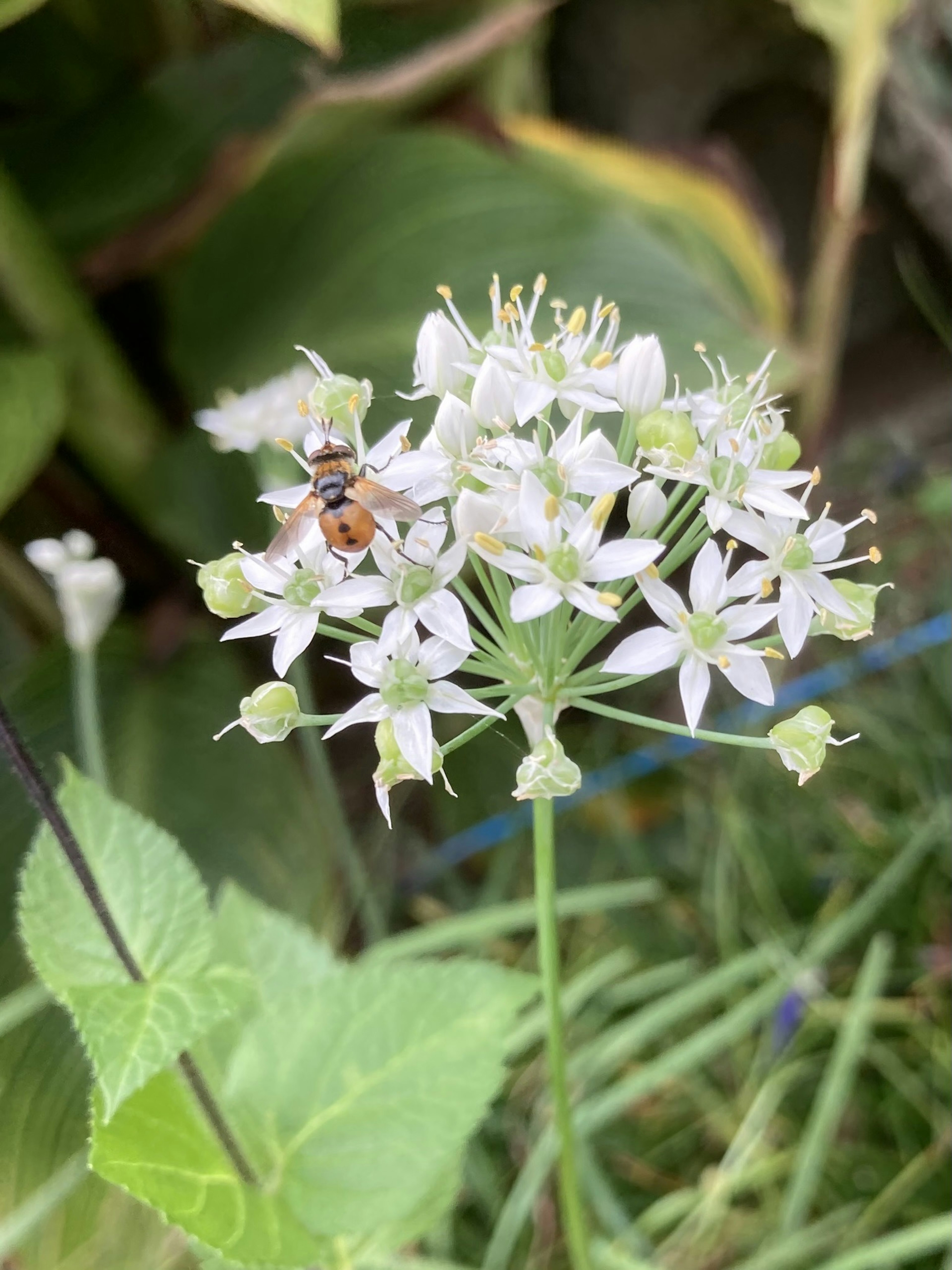 白い小花とミツバチが見える植物のクローズアップ