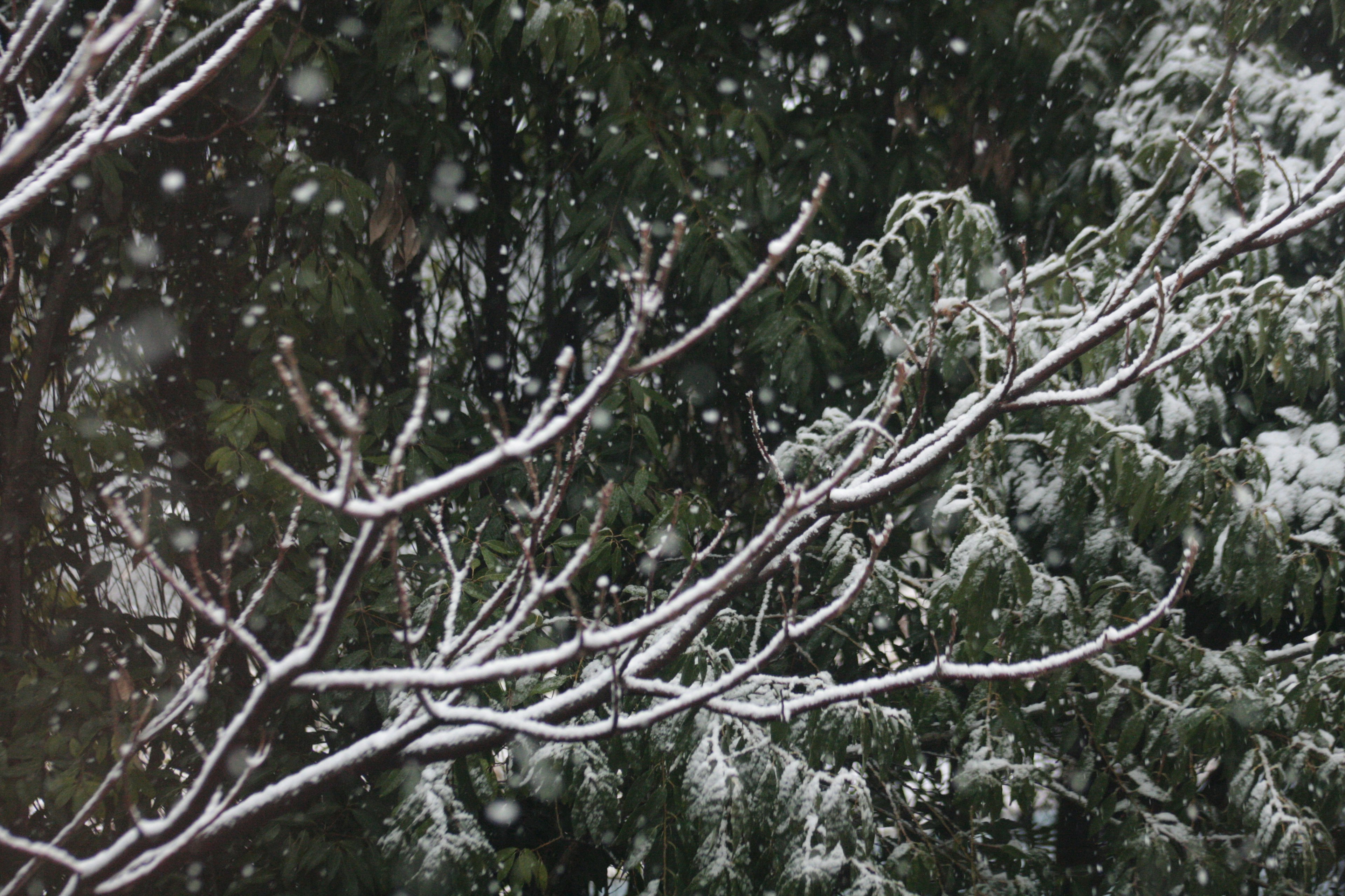 雪花飘落在树枝和绿色叶子上