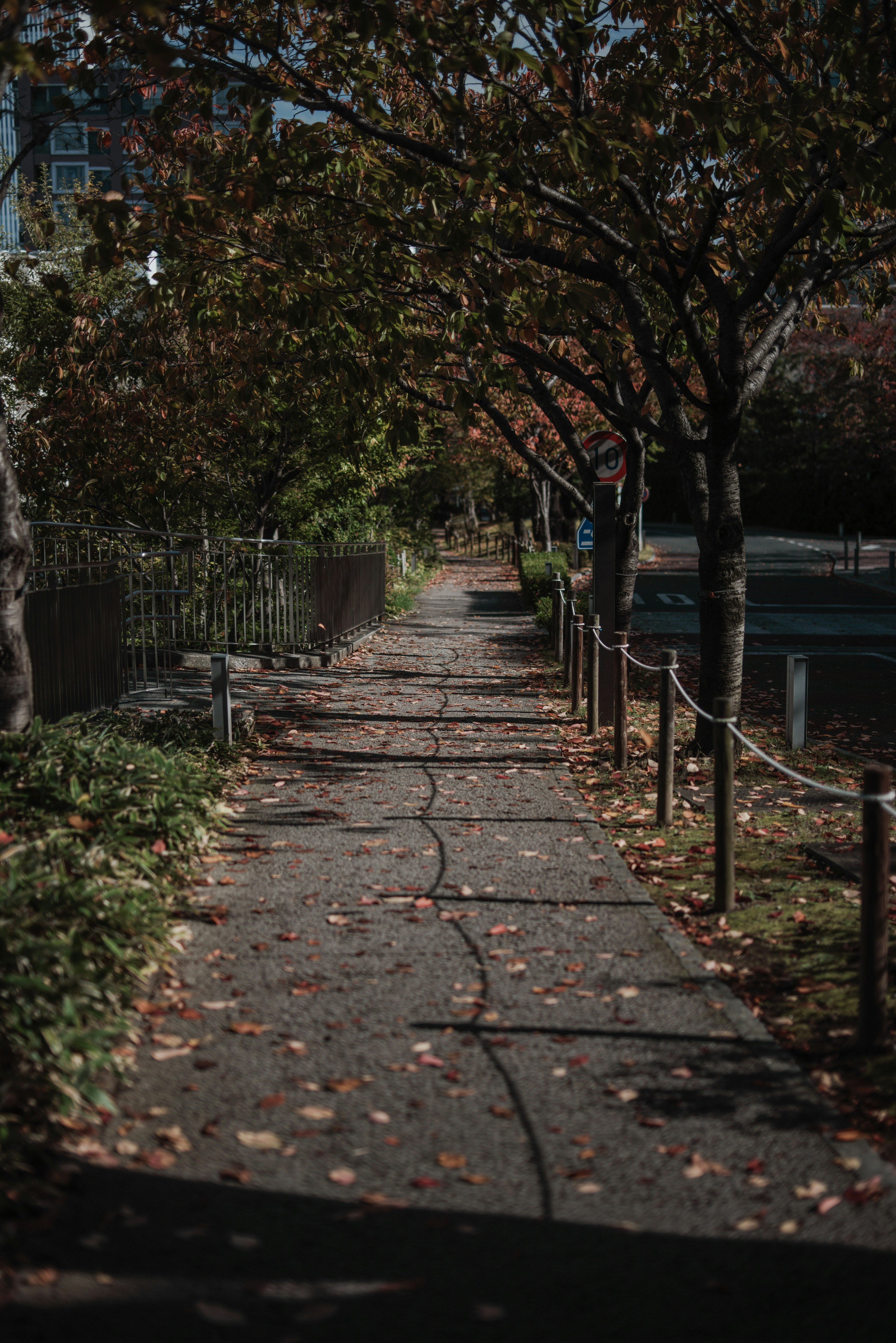 Paved walkway lined with trees and autumn leaves