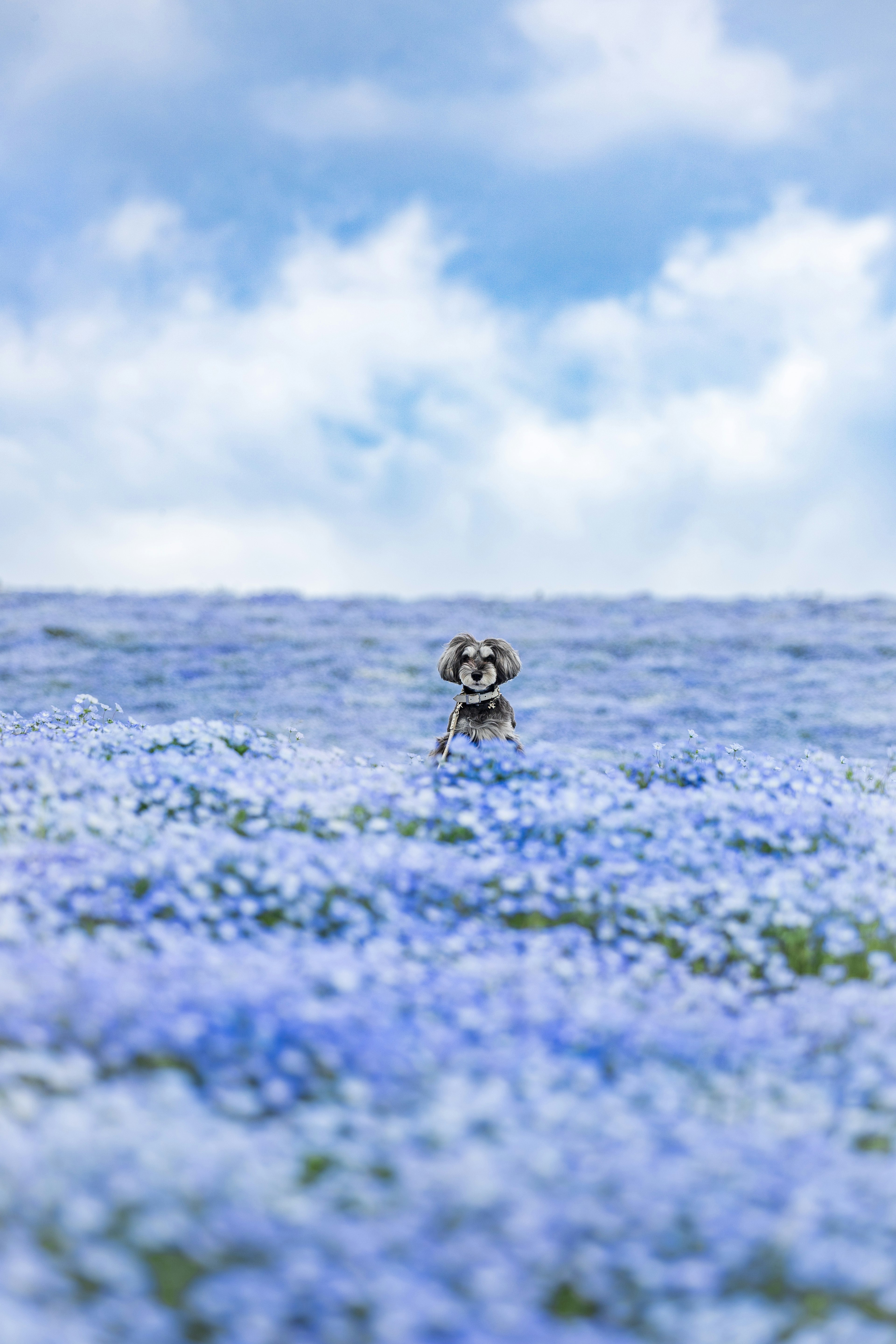 A dog standing in a field of blue flowers under a cloudy sky