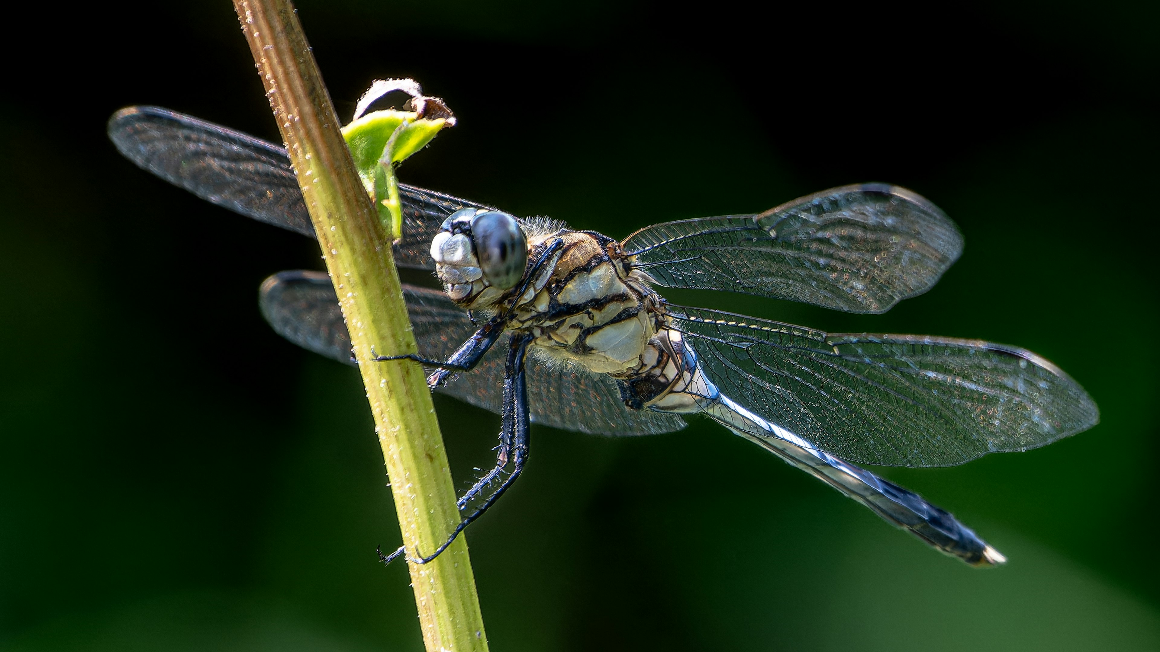 Close-up of a blue dragonfly perched on a plant stem