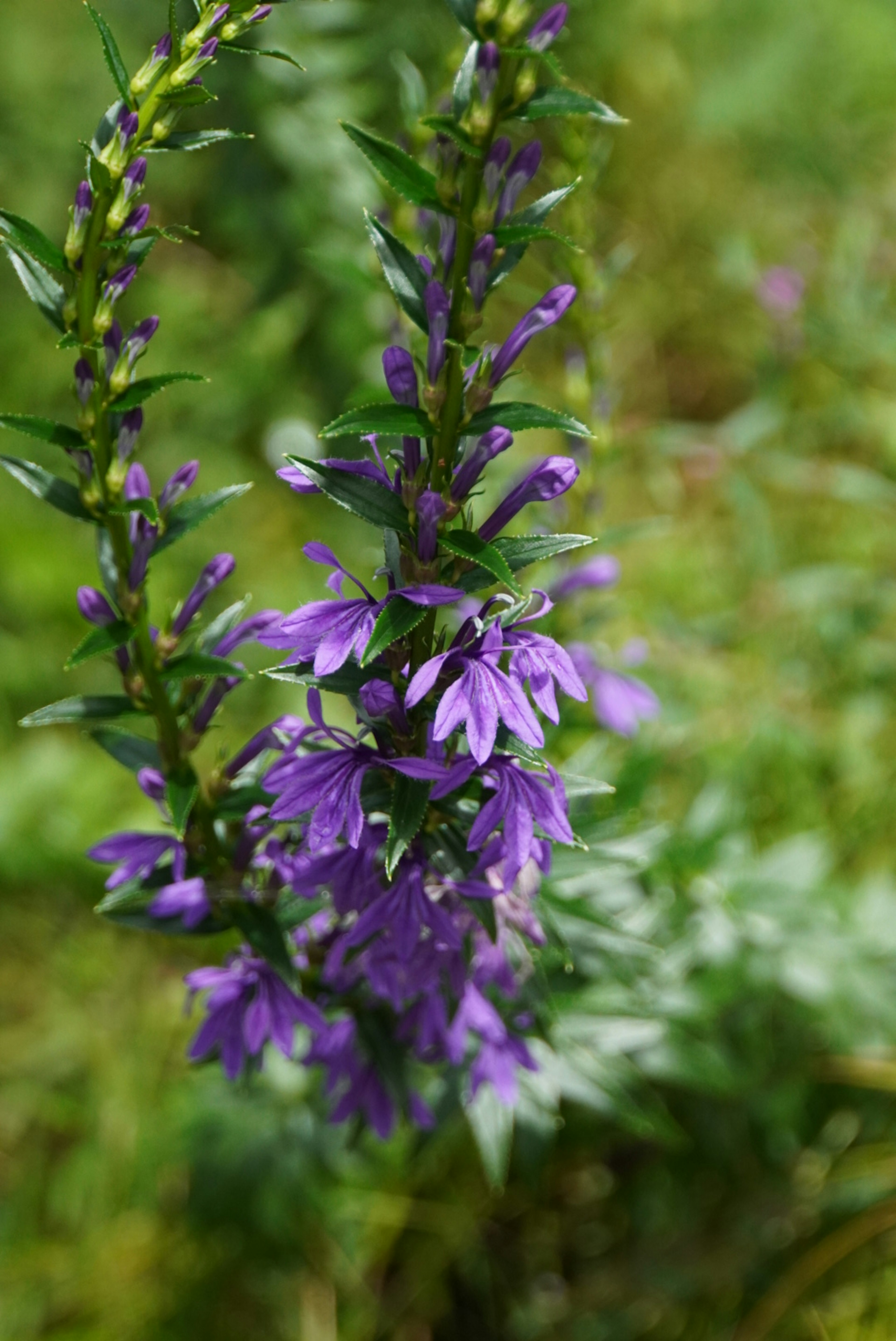 Close-up of a plant with purple flowers surrounded by green leaves