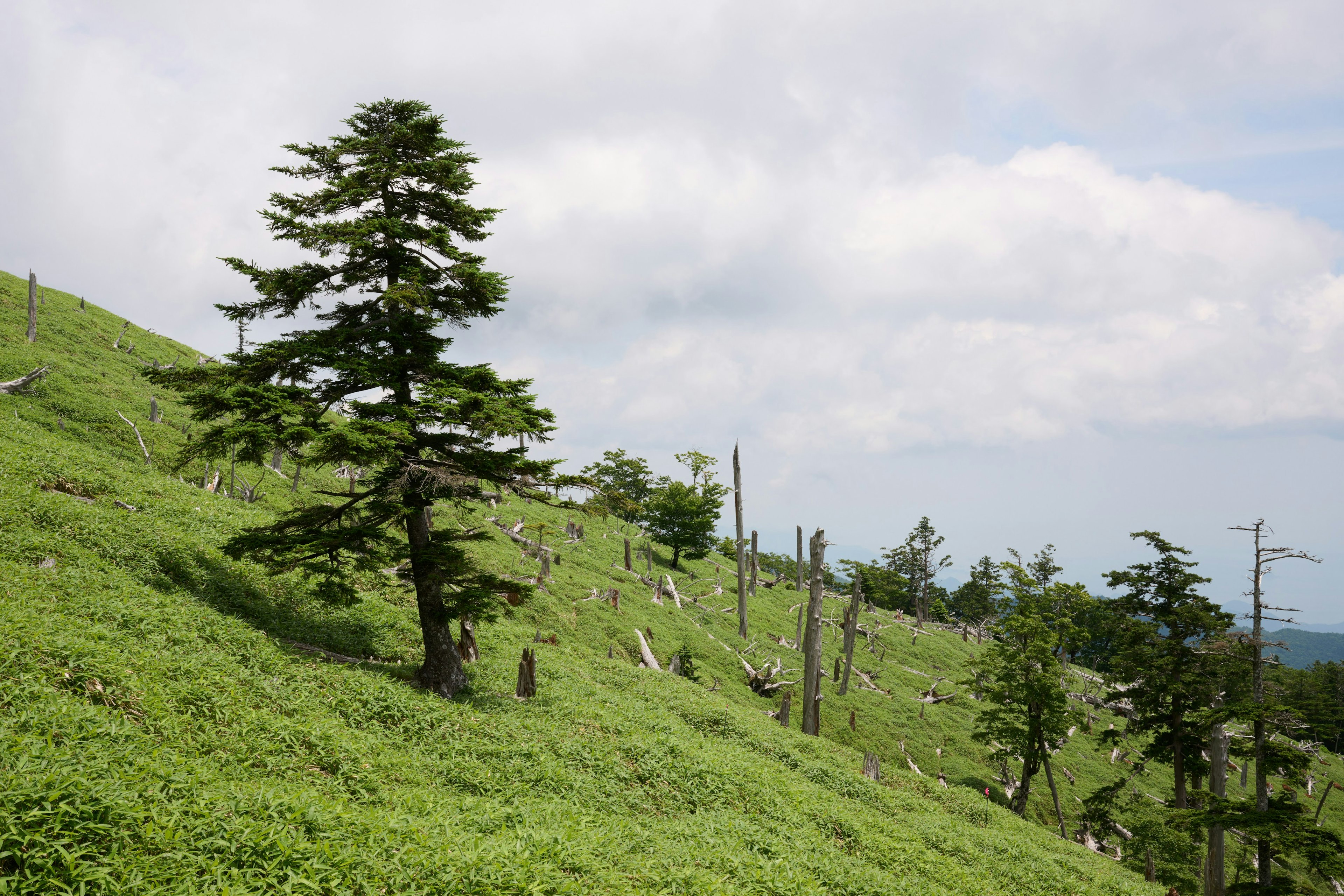 緑の斜面に立つ一本の木と周囲の木々