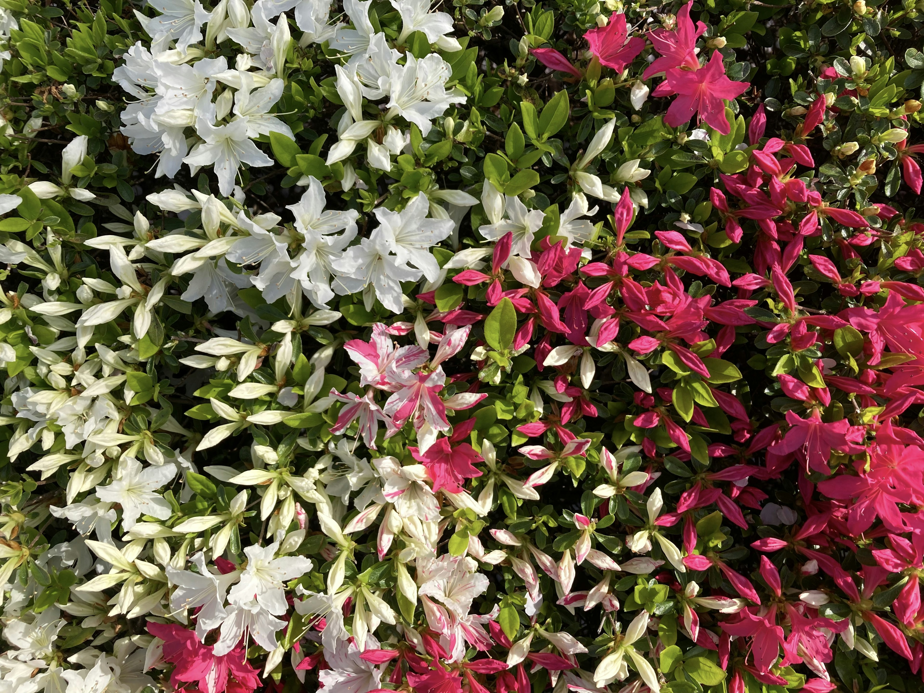 Gros plan sur des fleurs vibrantes présentant des fleurs blanches et roses