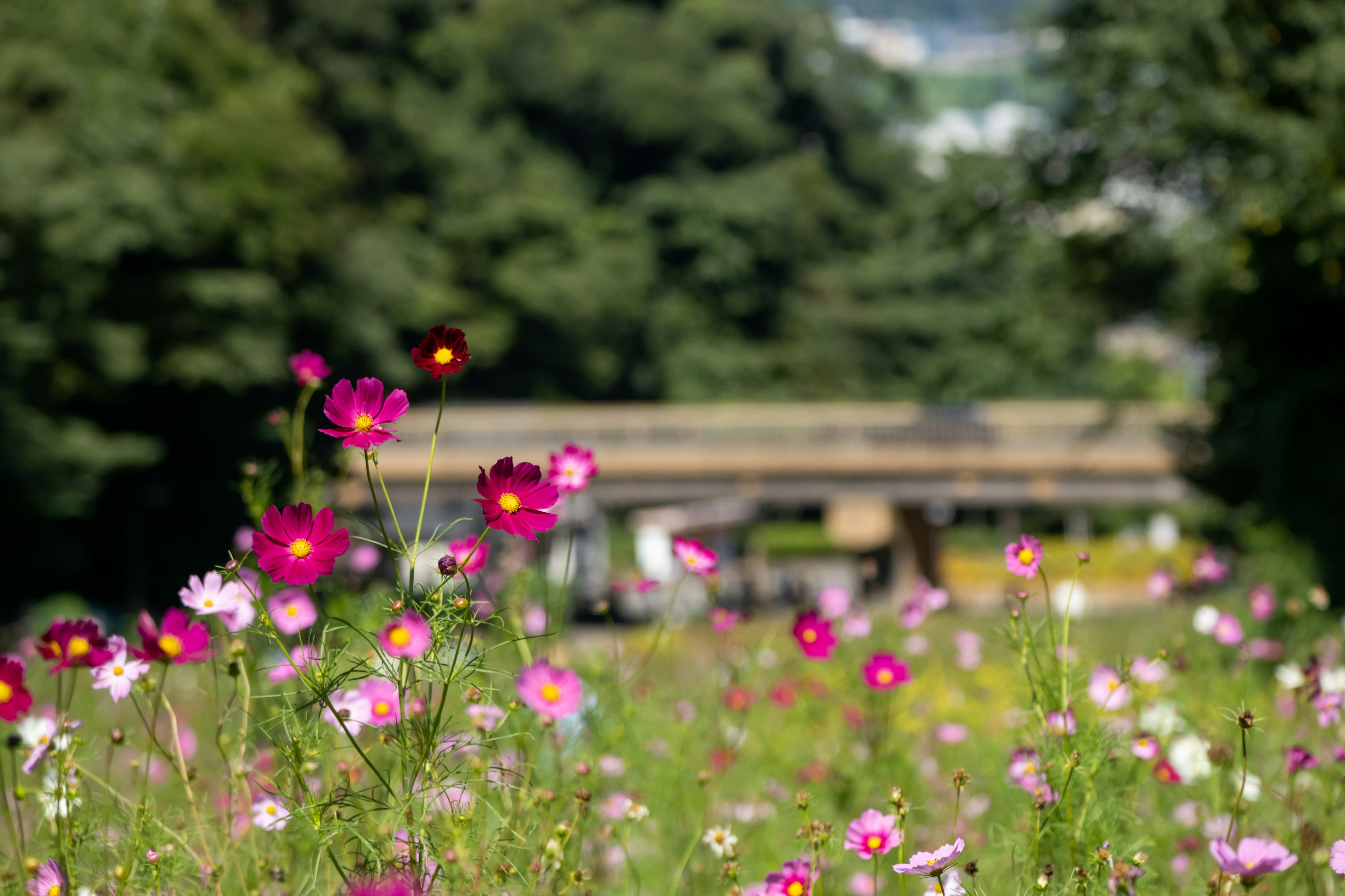 Ein Feld mit bunten Kosmosblumen und Bäumen im Hintergrund