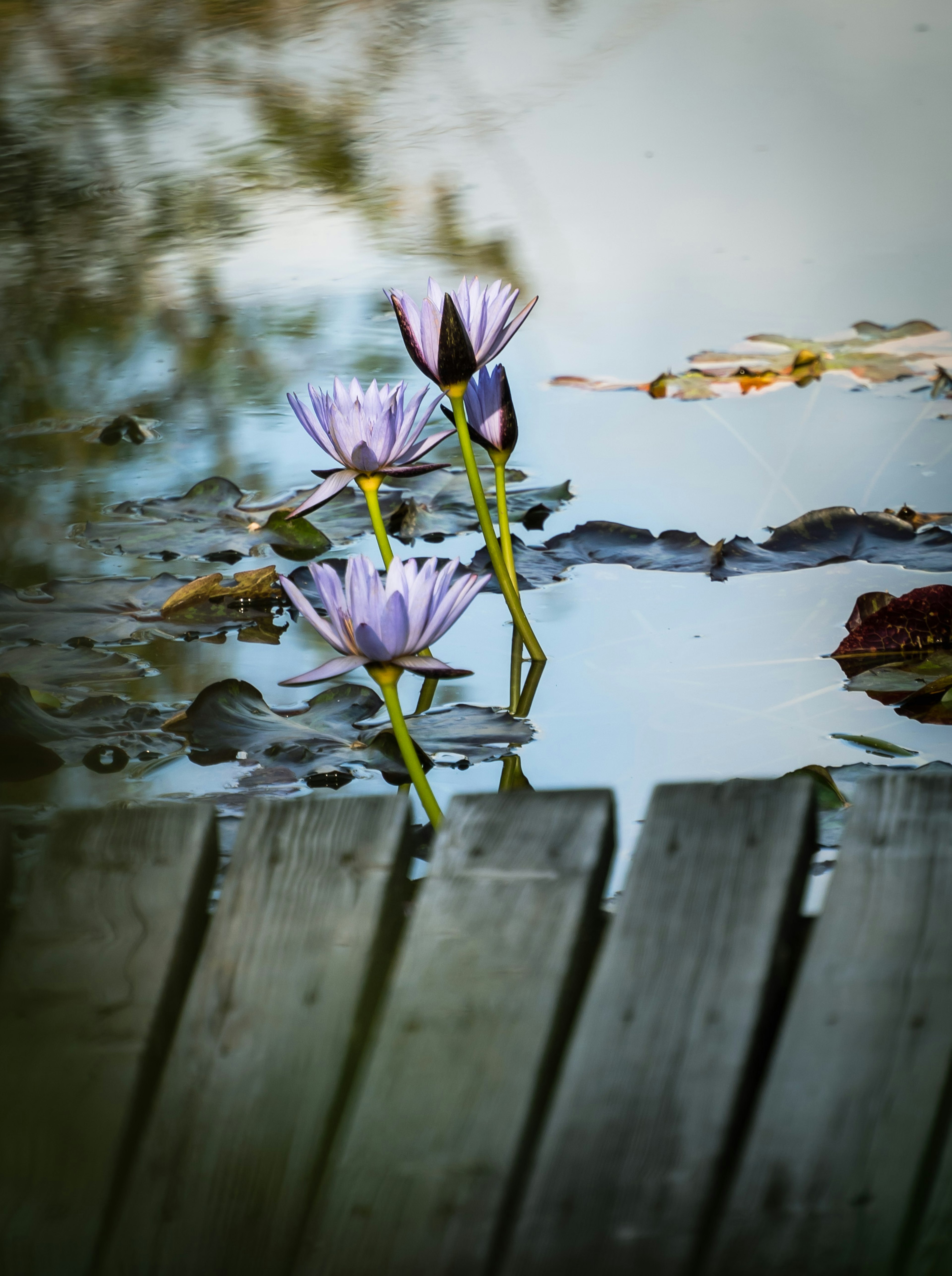 Lila Wasserlilien, die auf dem Wasser mit einem Holzdeck schwimmen