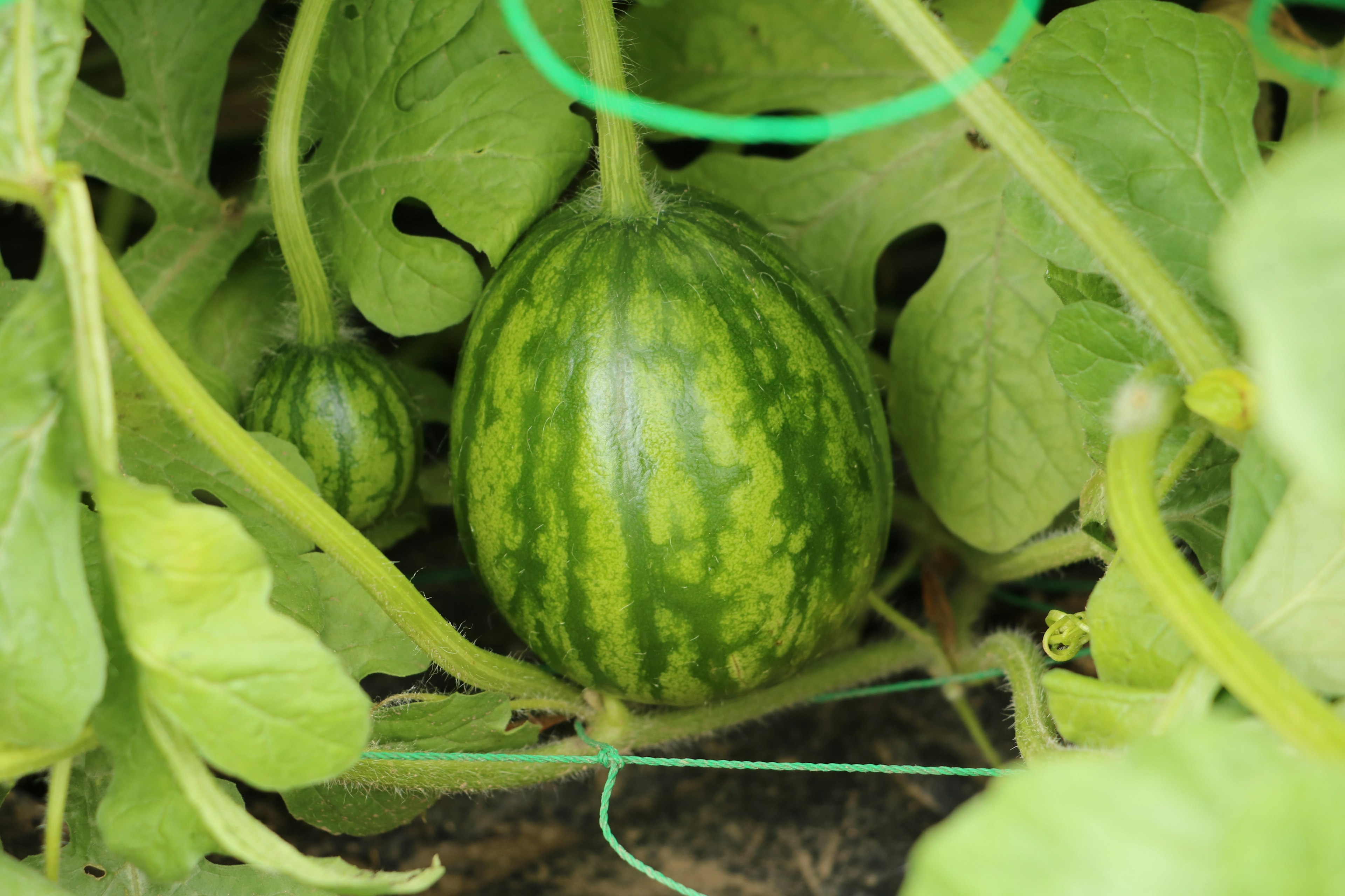 A green watermelon nestled among lush green leaves