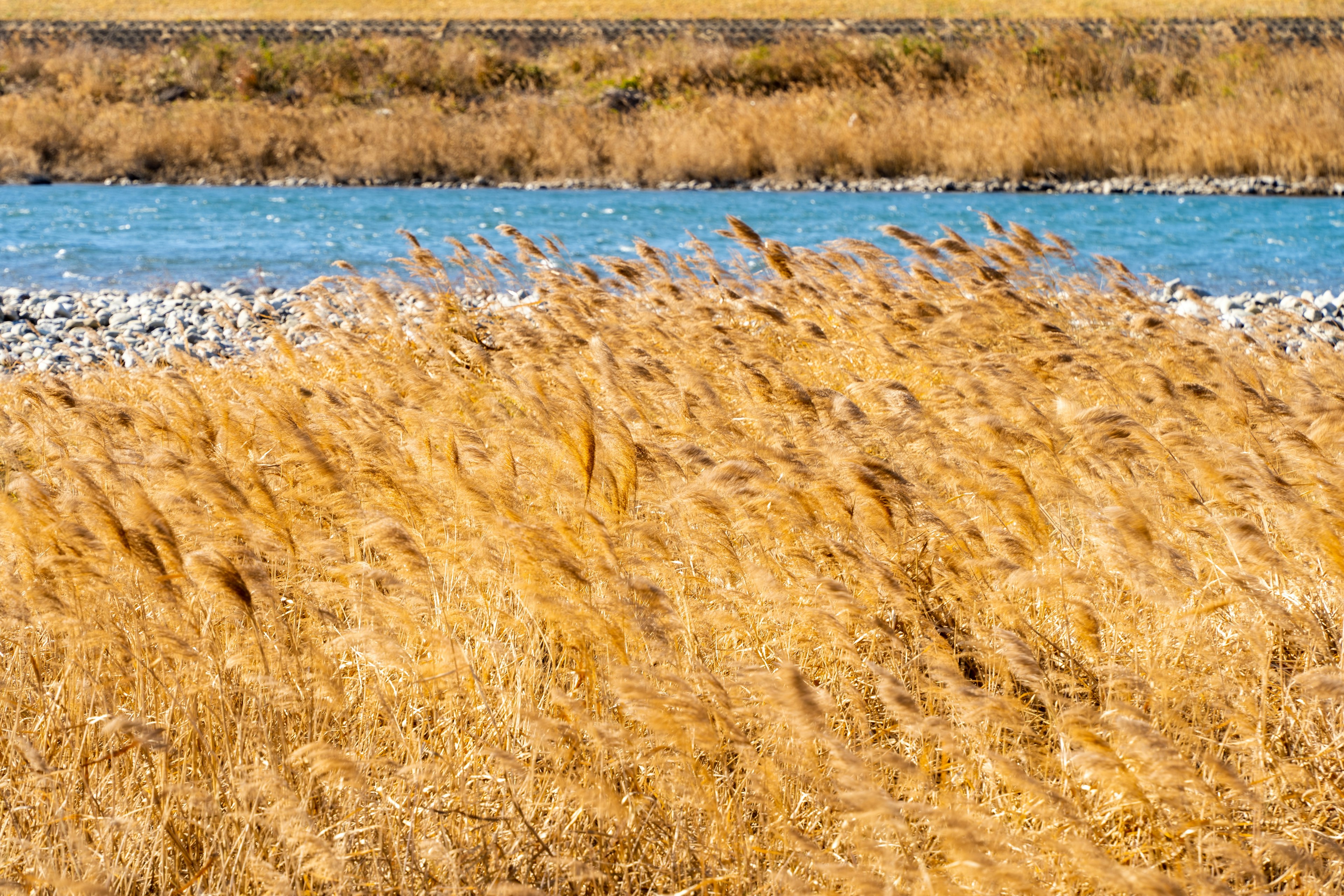 Graminacee dorate che ondeggiano nel vento accanto a un fiume