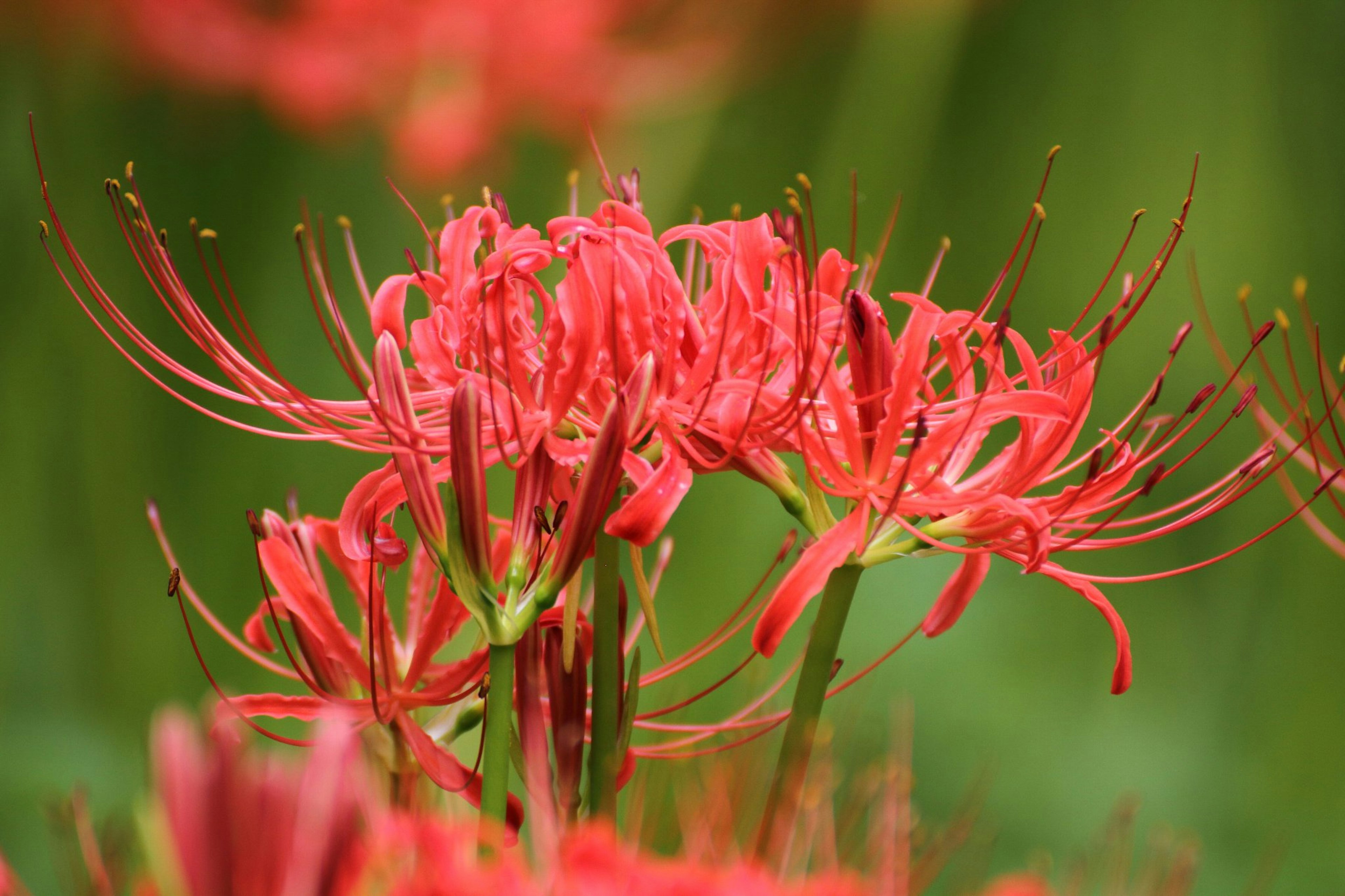 Vibrant red spider lilies blooming in a natural setting