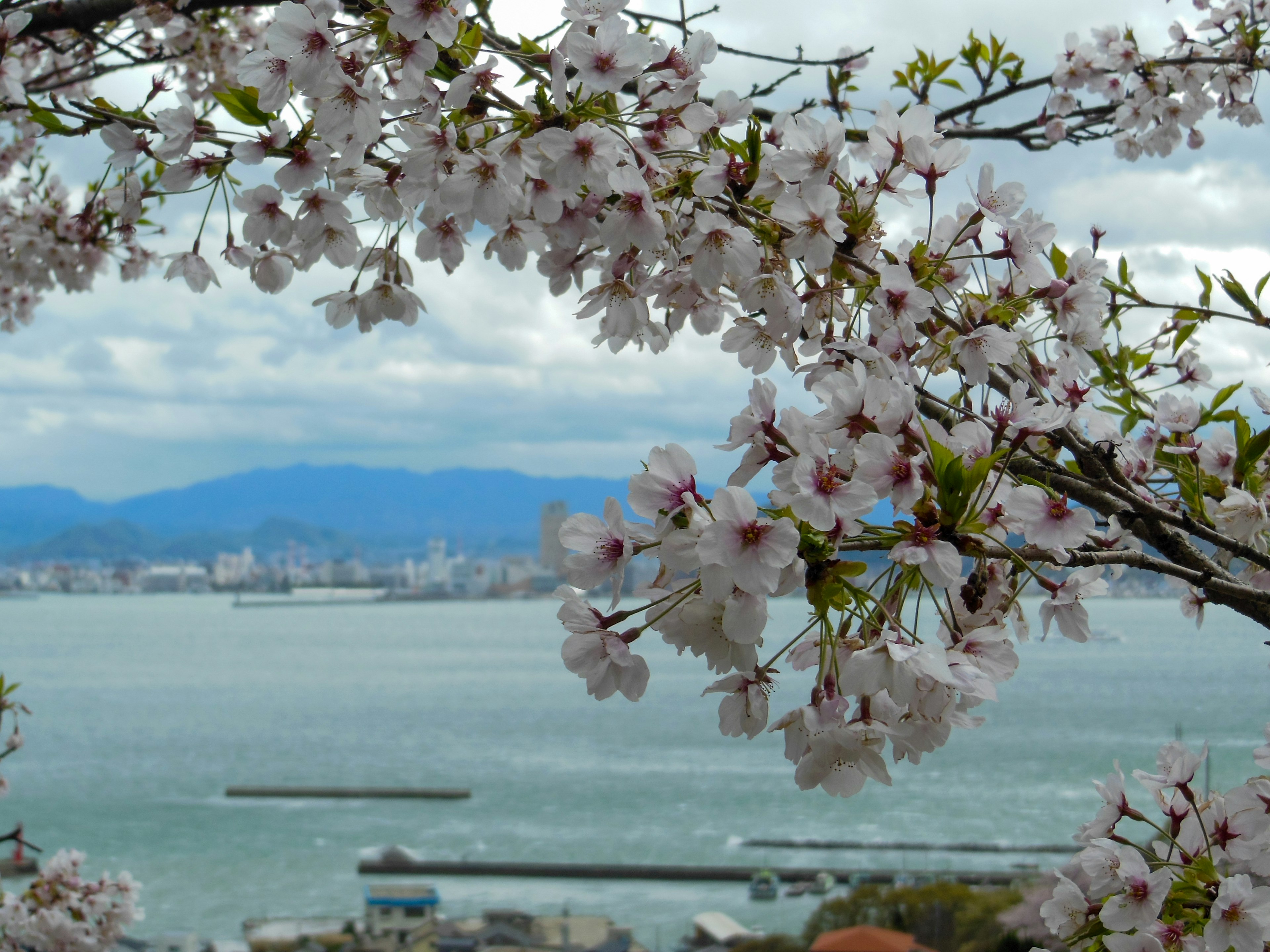 Flores de cerezo enmarcando una vista escénica del mar