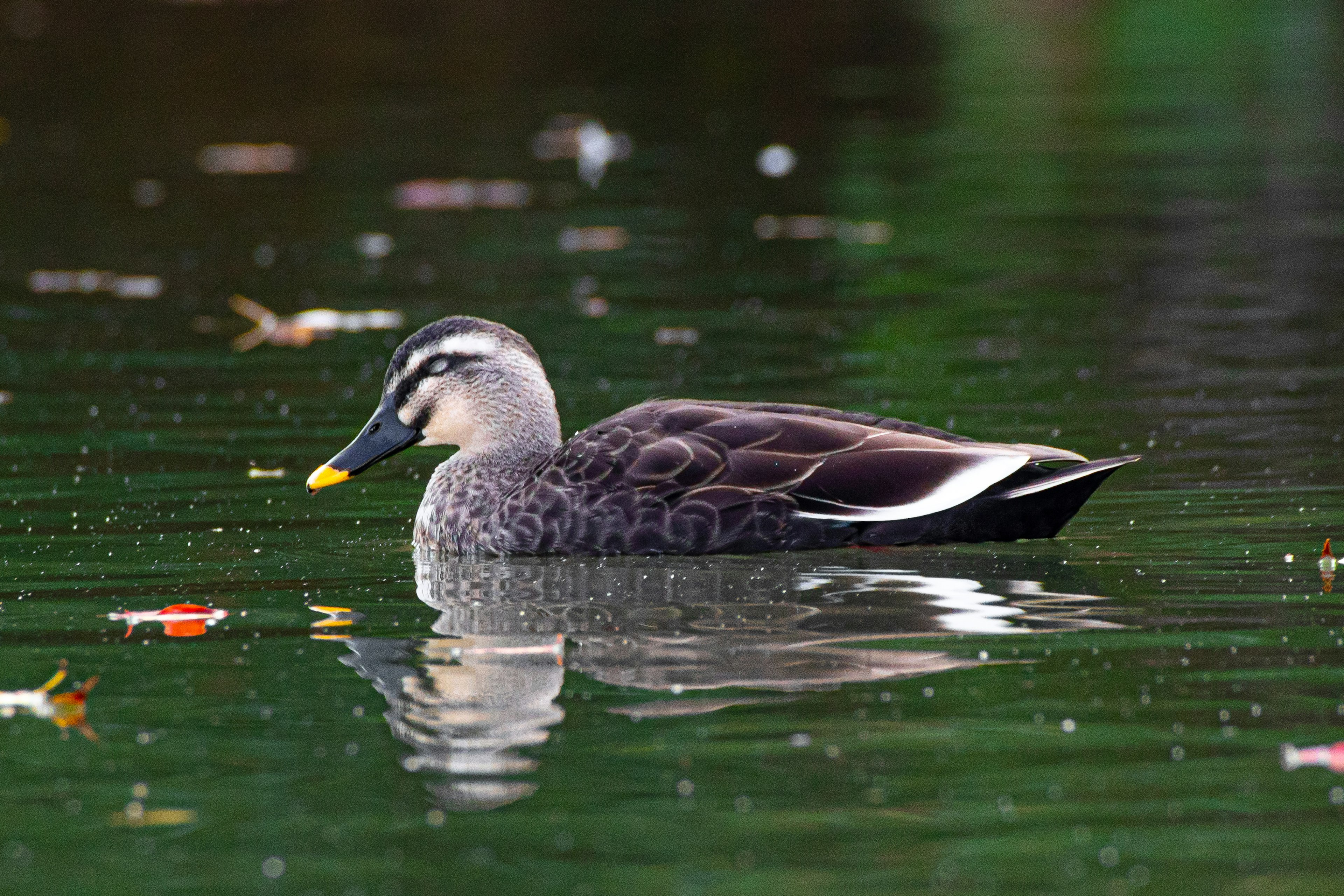 Gambar bebek mengapung di air dengan pola dan warna bulu yang khas