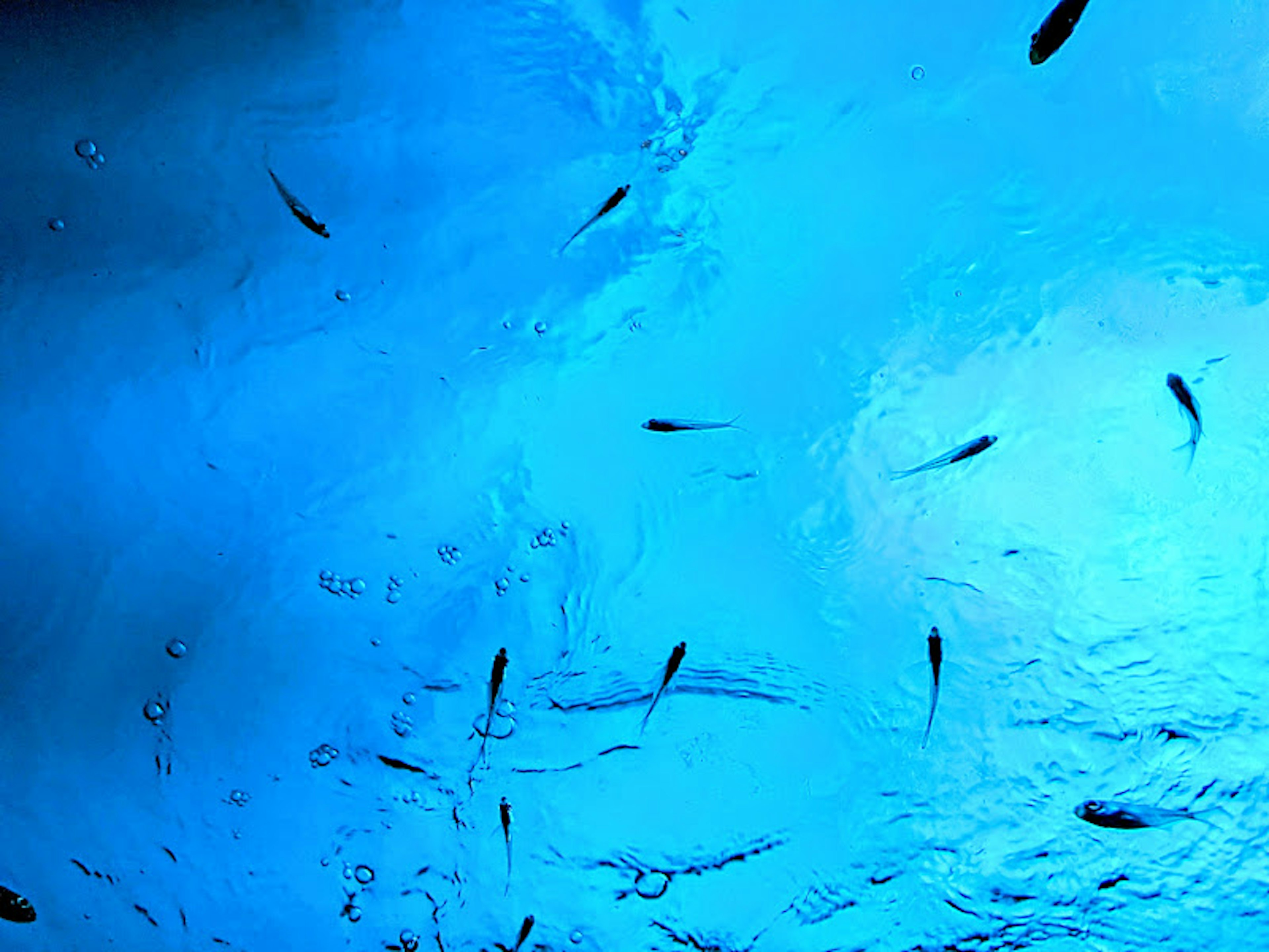 Un banco de peces pequeños nadando en agua azul