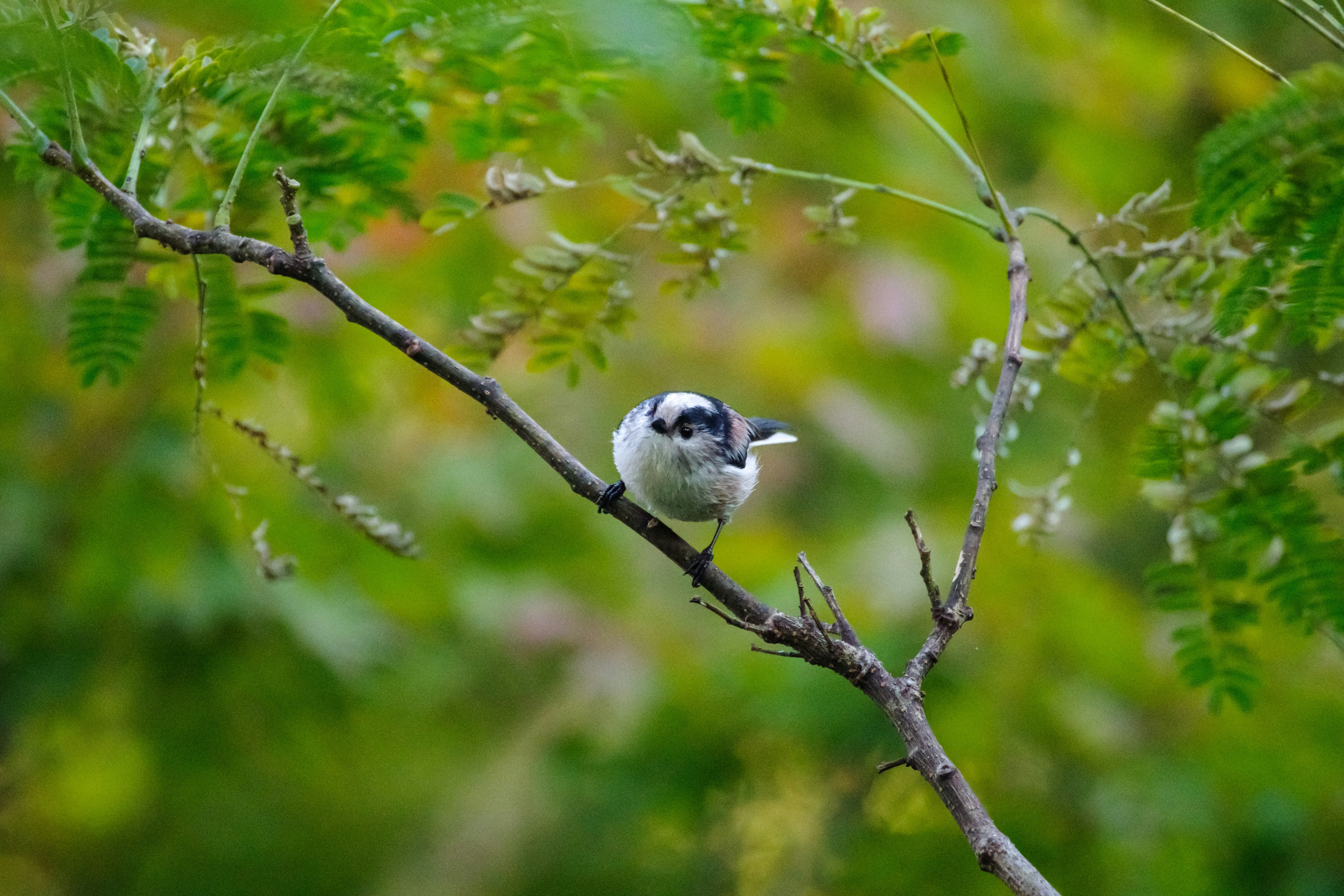 Kleiner weißer Vogel auf einem Ast mit verschwommenem grünem Hintergrund