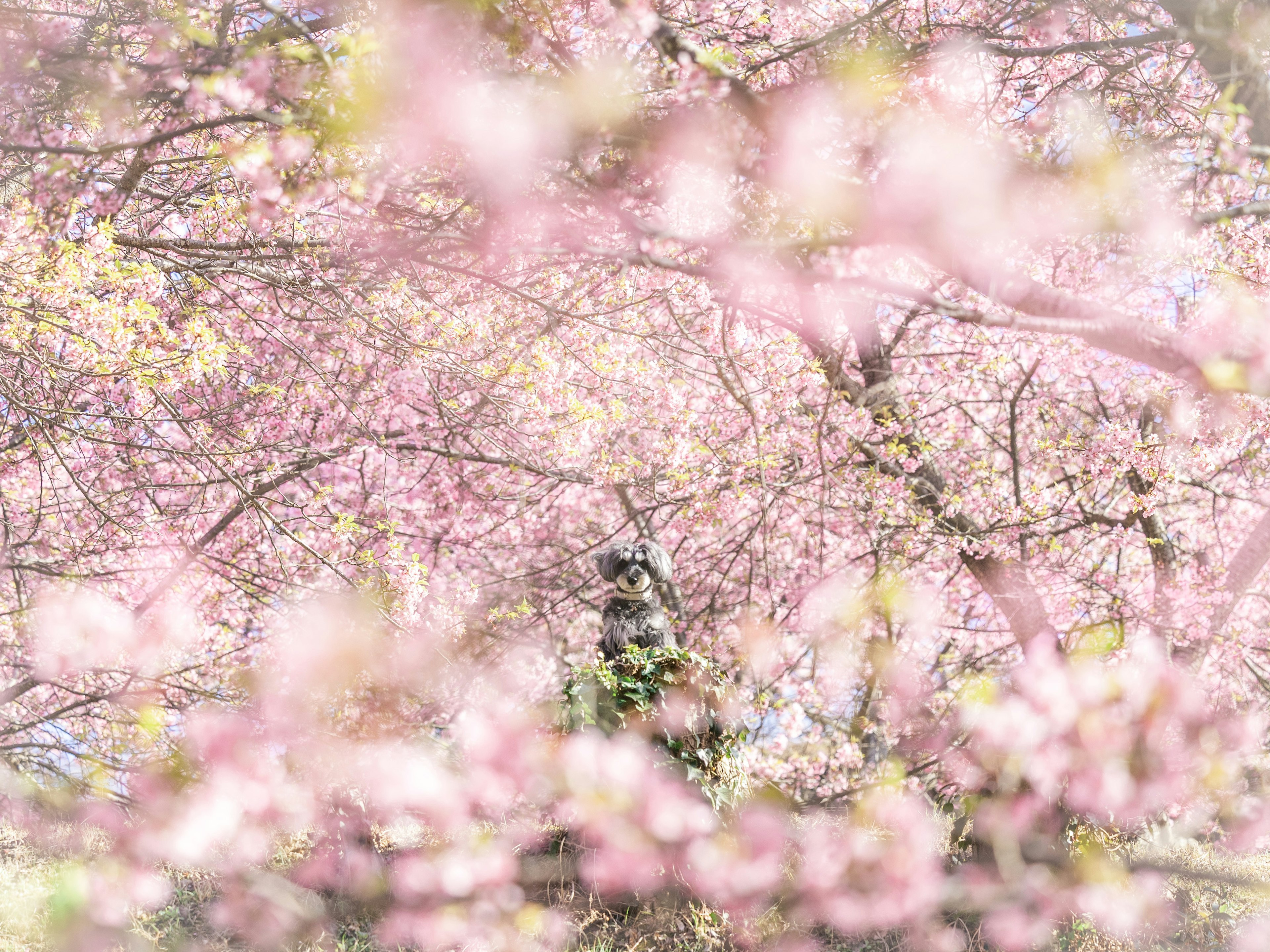 Beautiful view of cherry blossom trees in full bloom