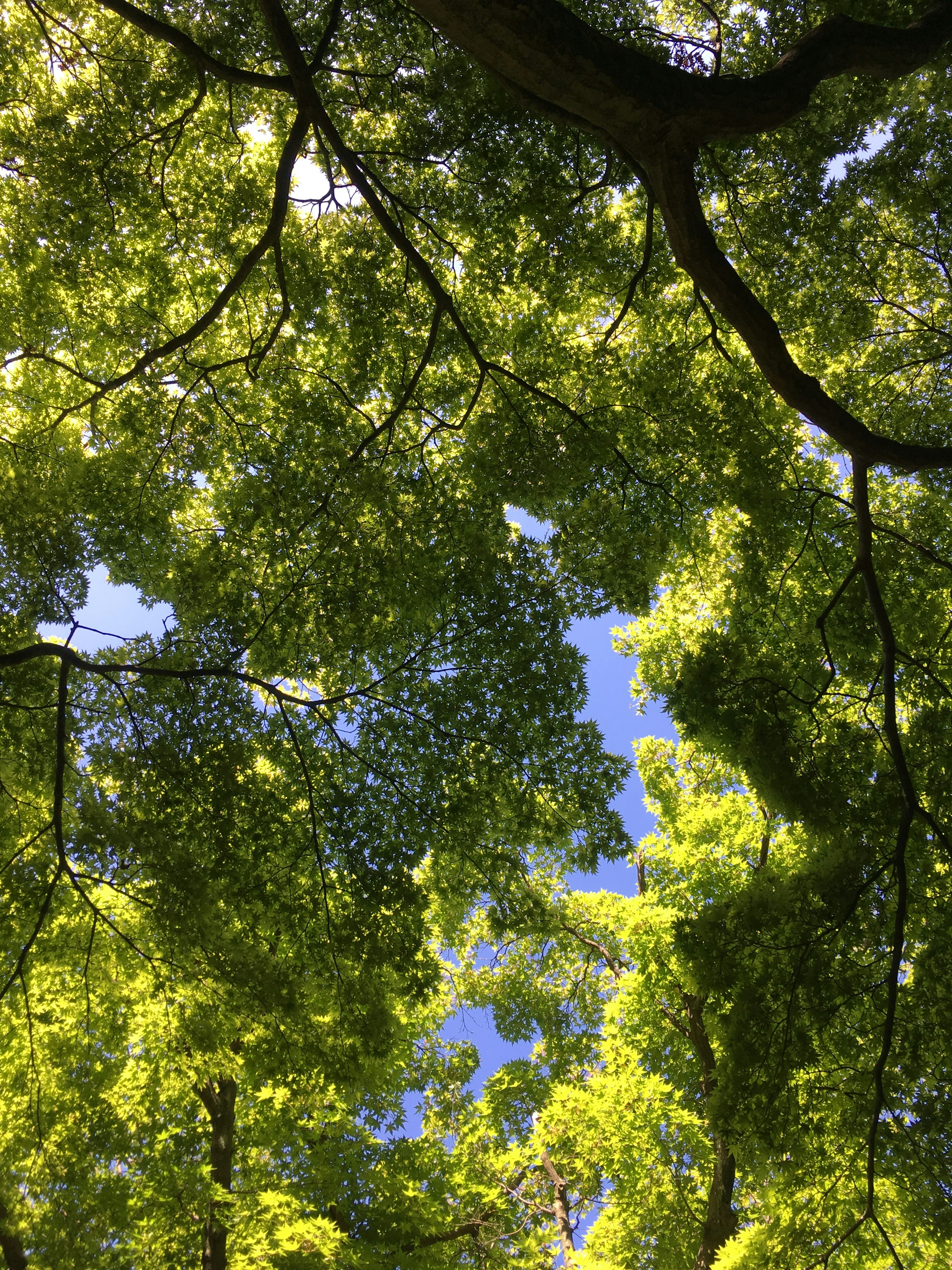 Blick auf grüne Blätter und Äste vor blauem Himmel