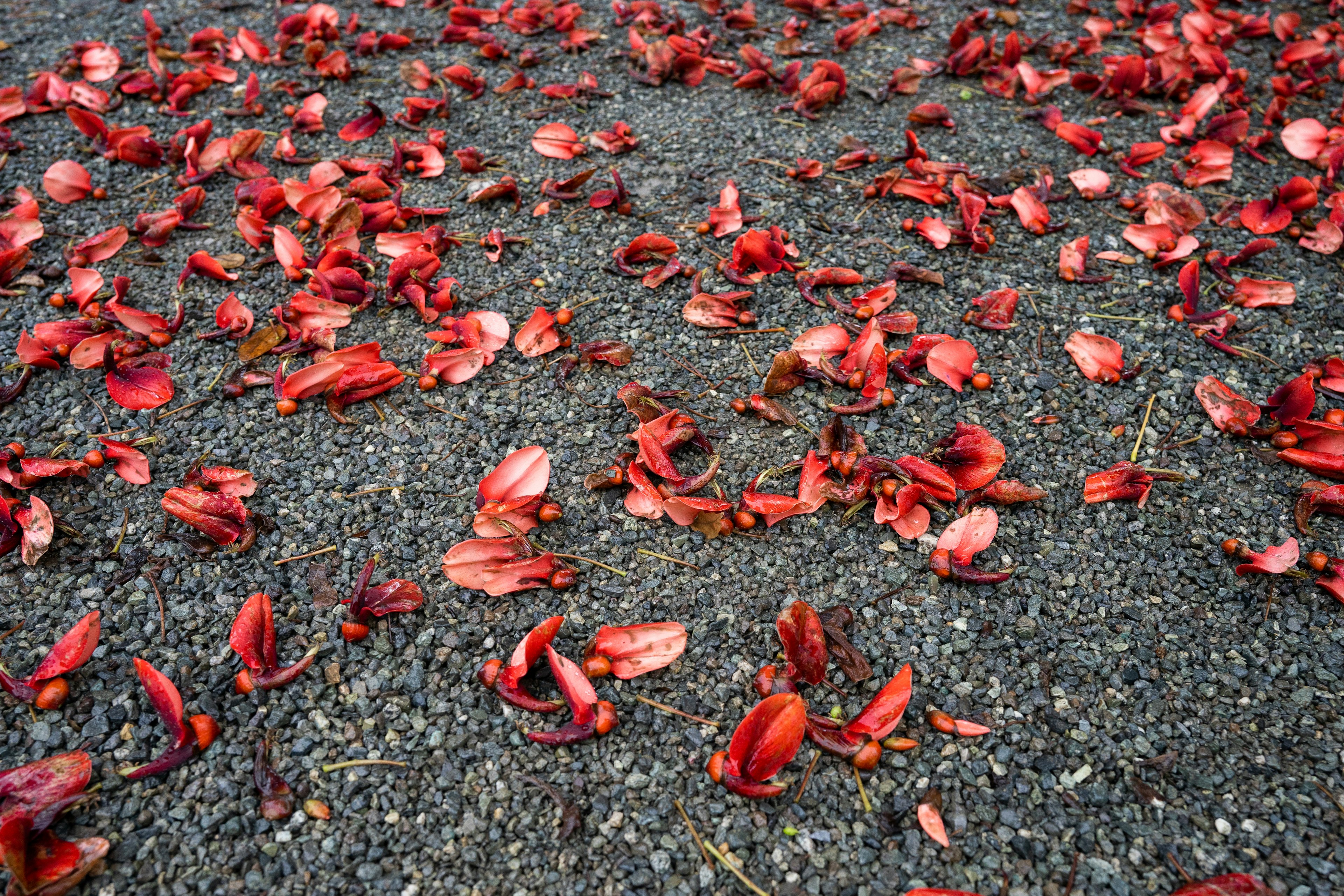 赤い花びらが散らばる砂利の地面