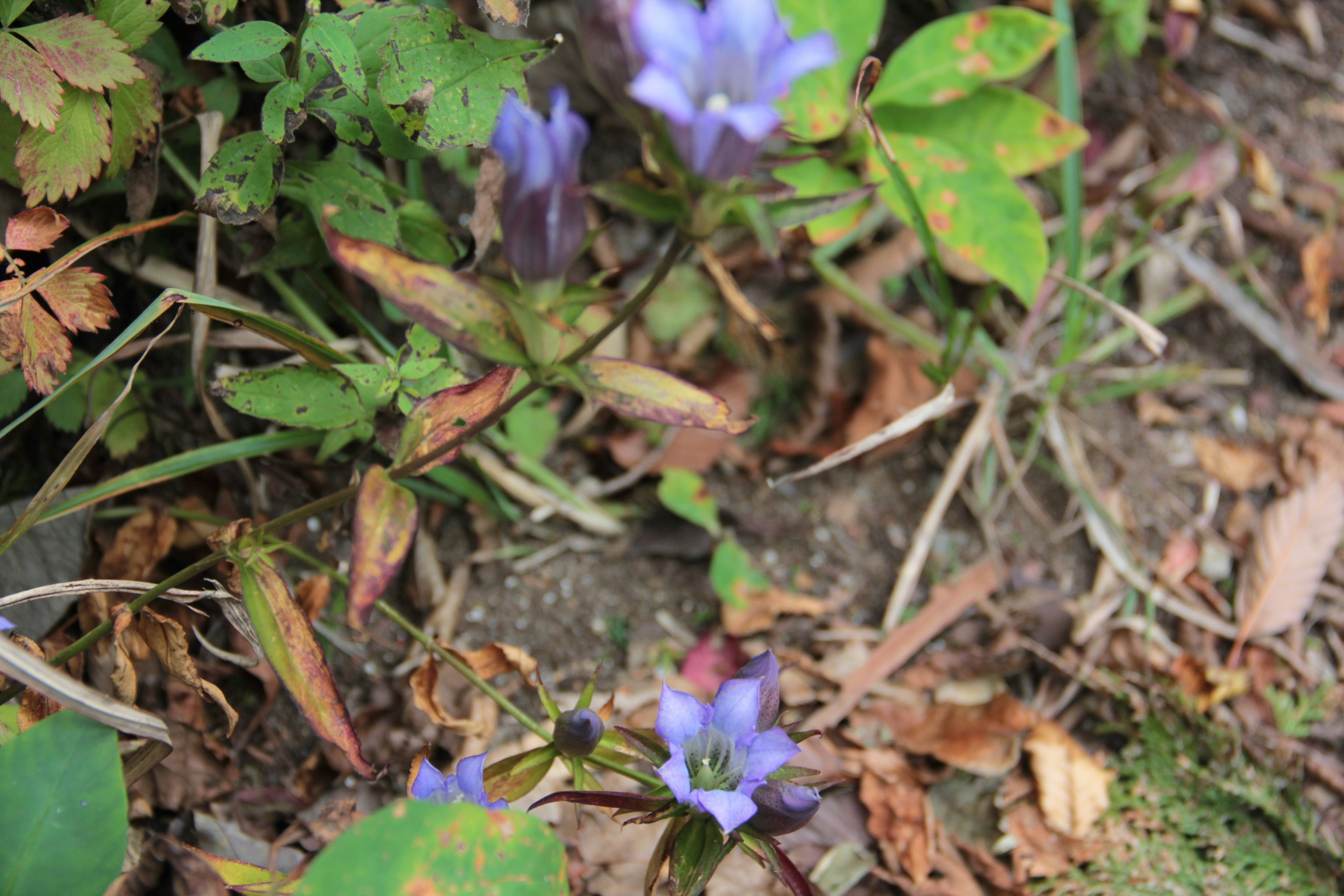 Fiori viola con foglie verdi in un ambiente naturale