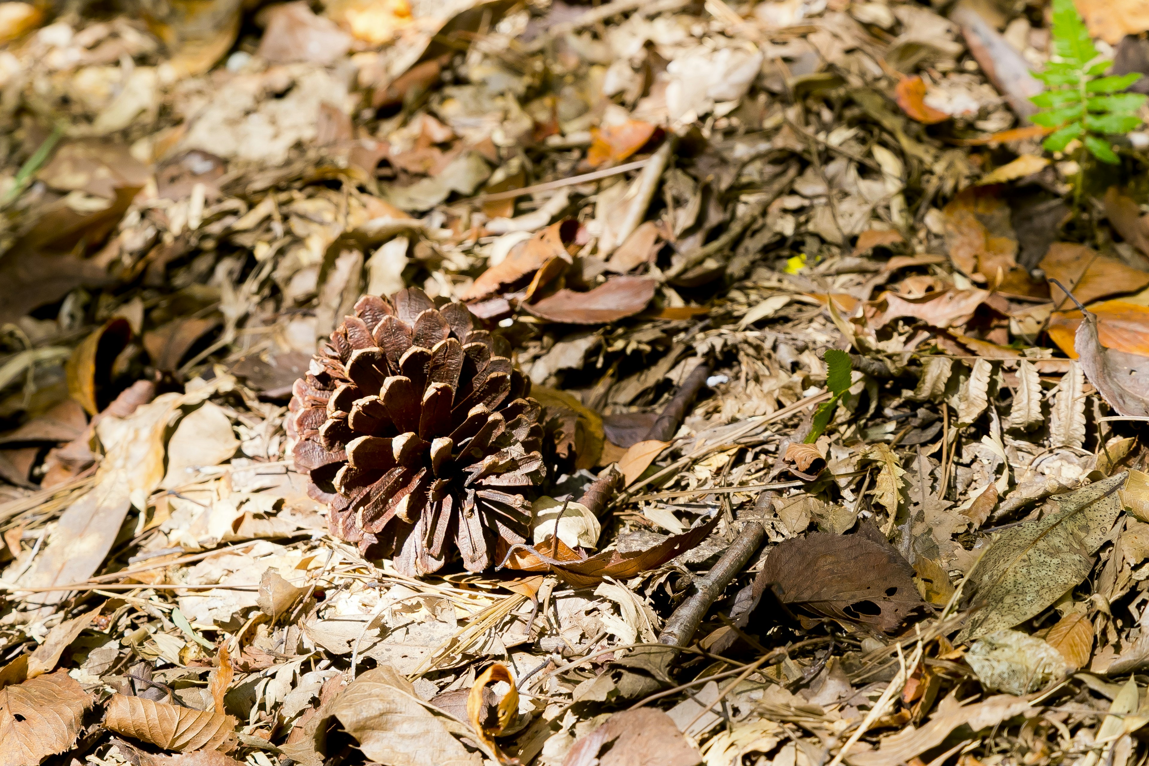 Konifera terletak di atas daun kering di lingkungan hutan