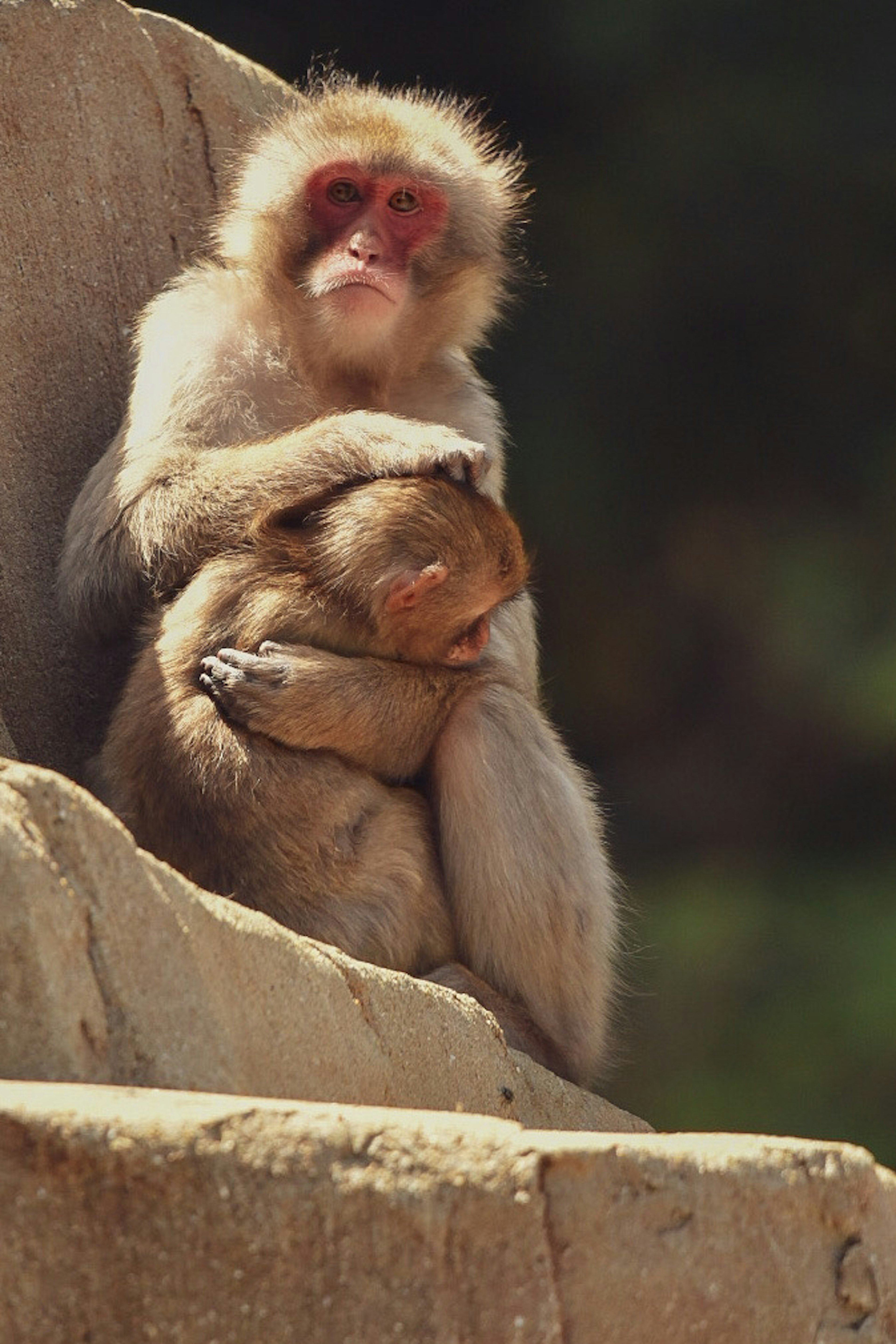 A monkey holding a baby monkey in a warm embrace