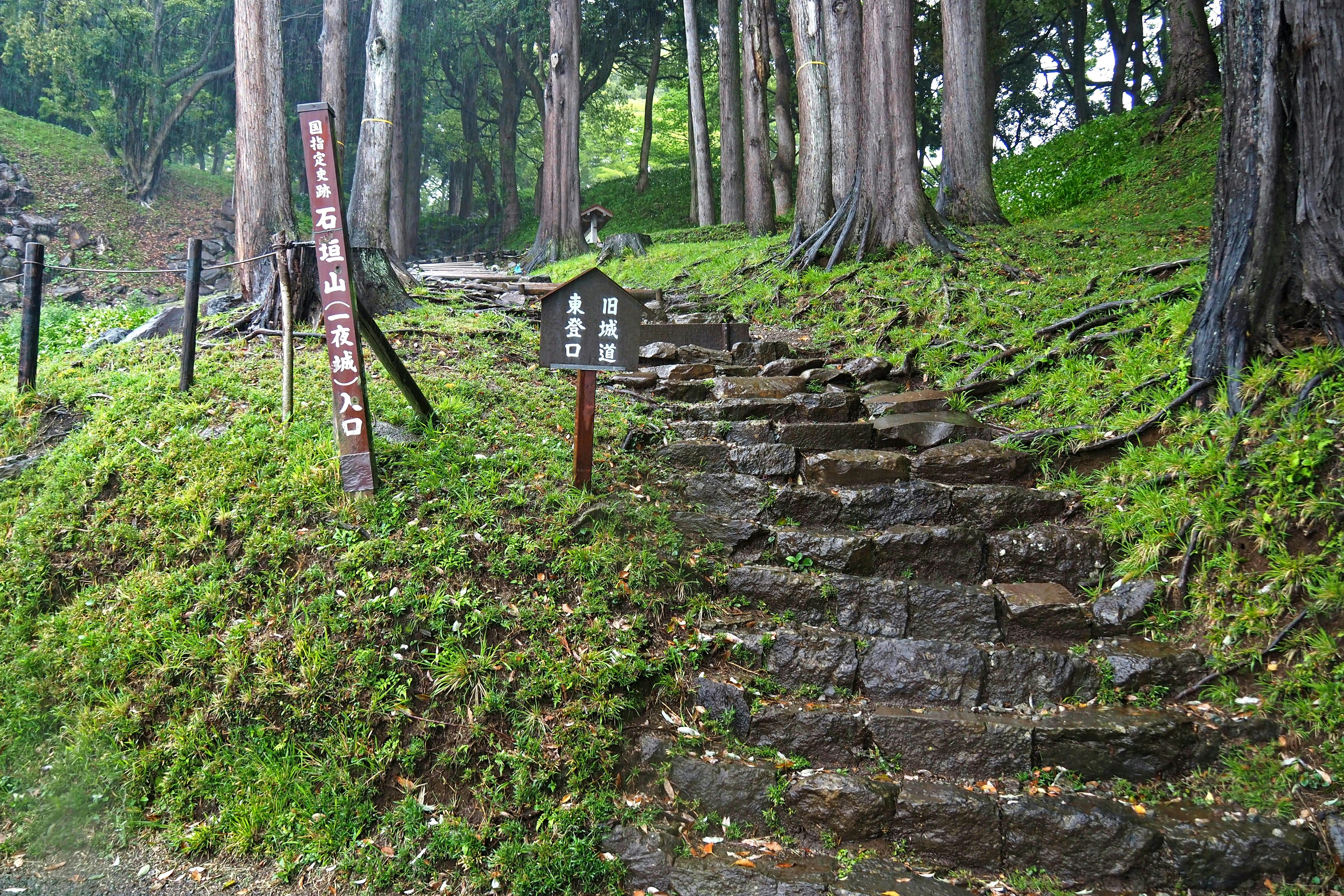 Stone steps leading through a lush green forest