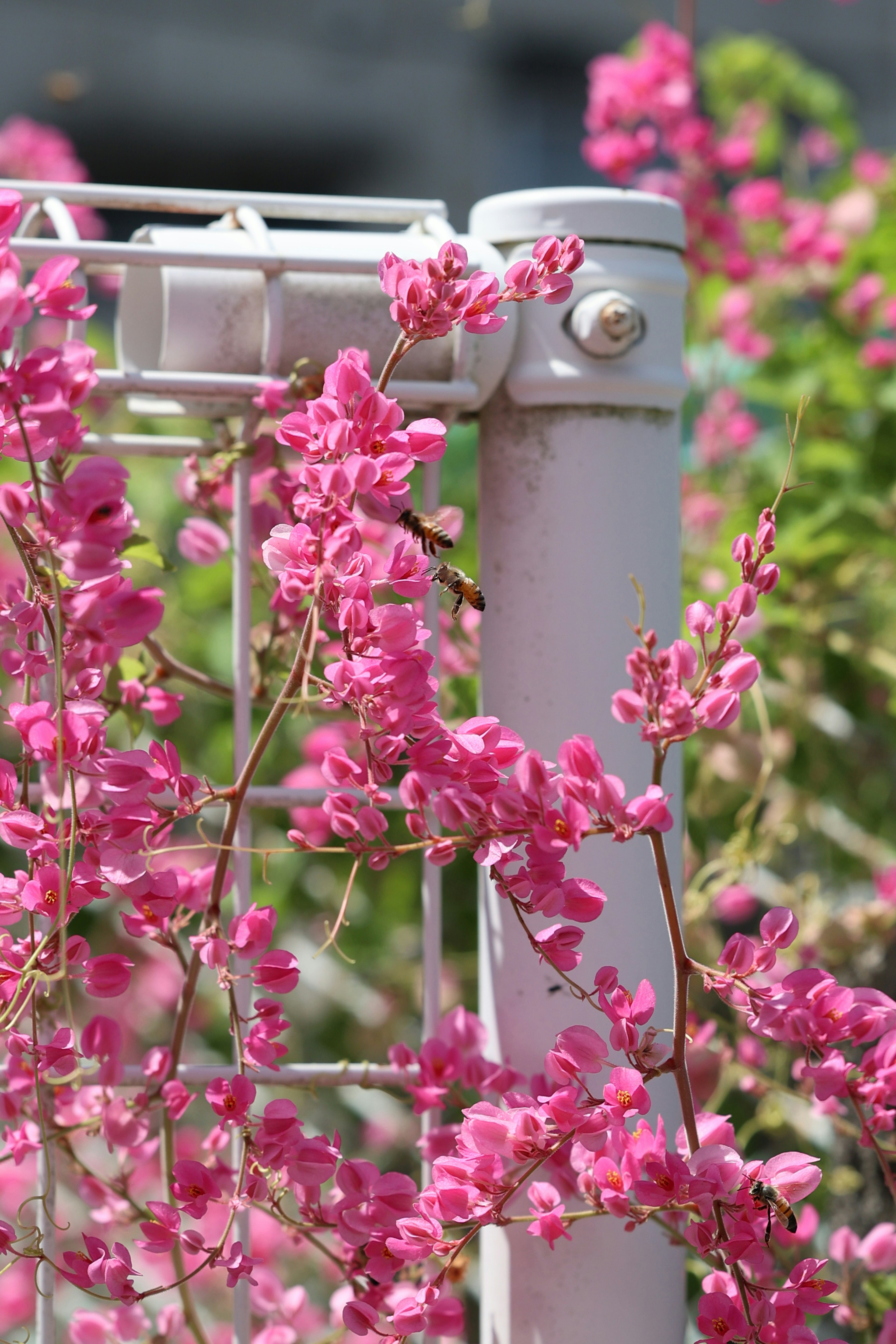 Vibrant pink flowers entwined around a white fence