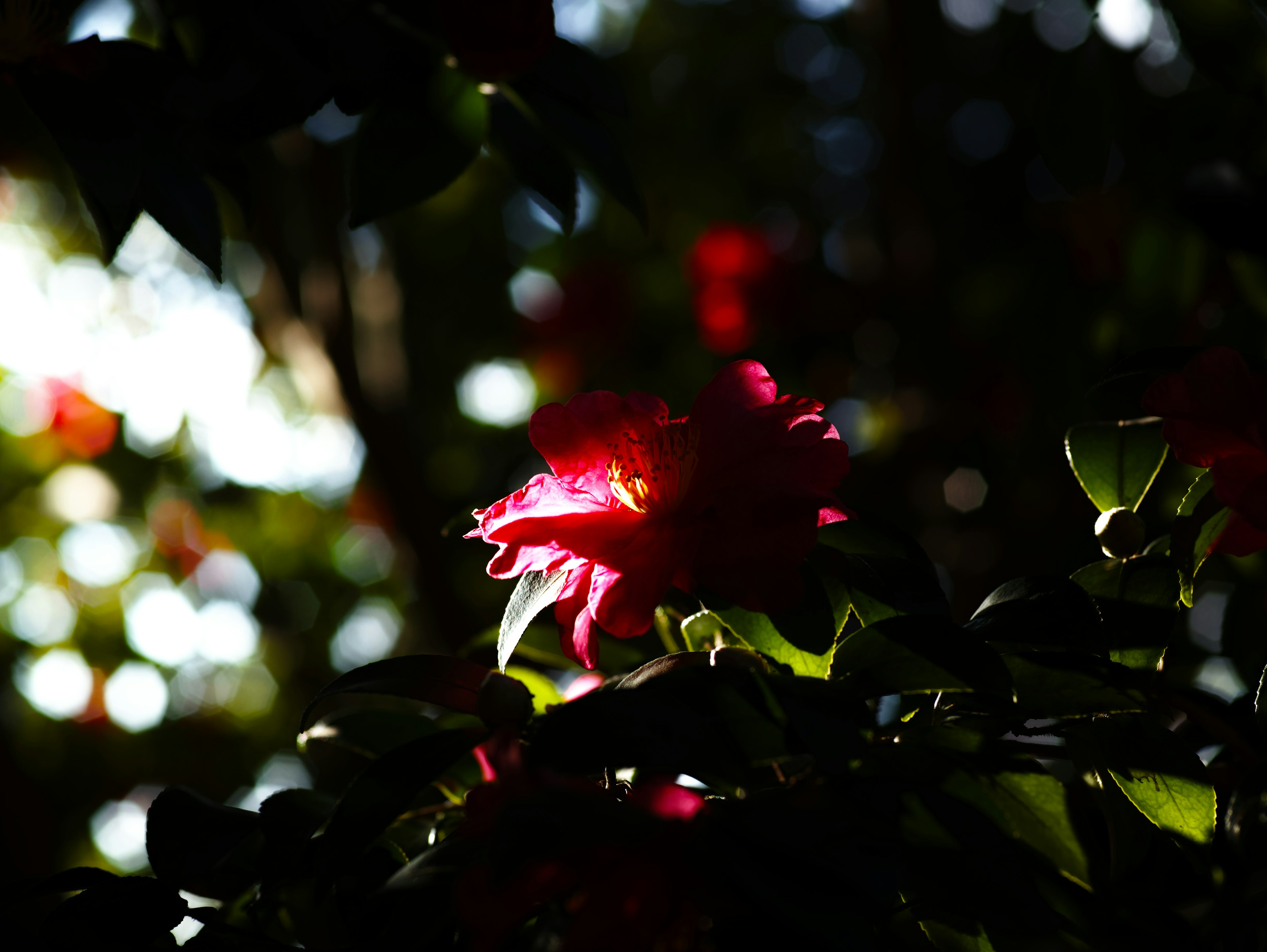 Vibrant red flower illuminated against a dark background with green leaves