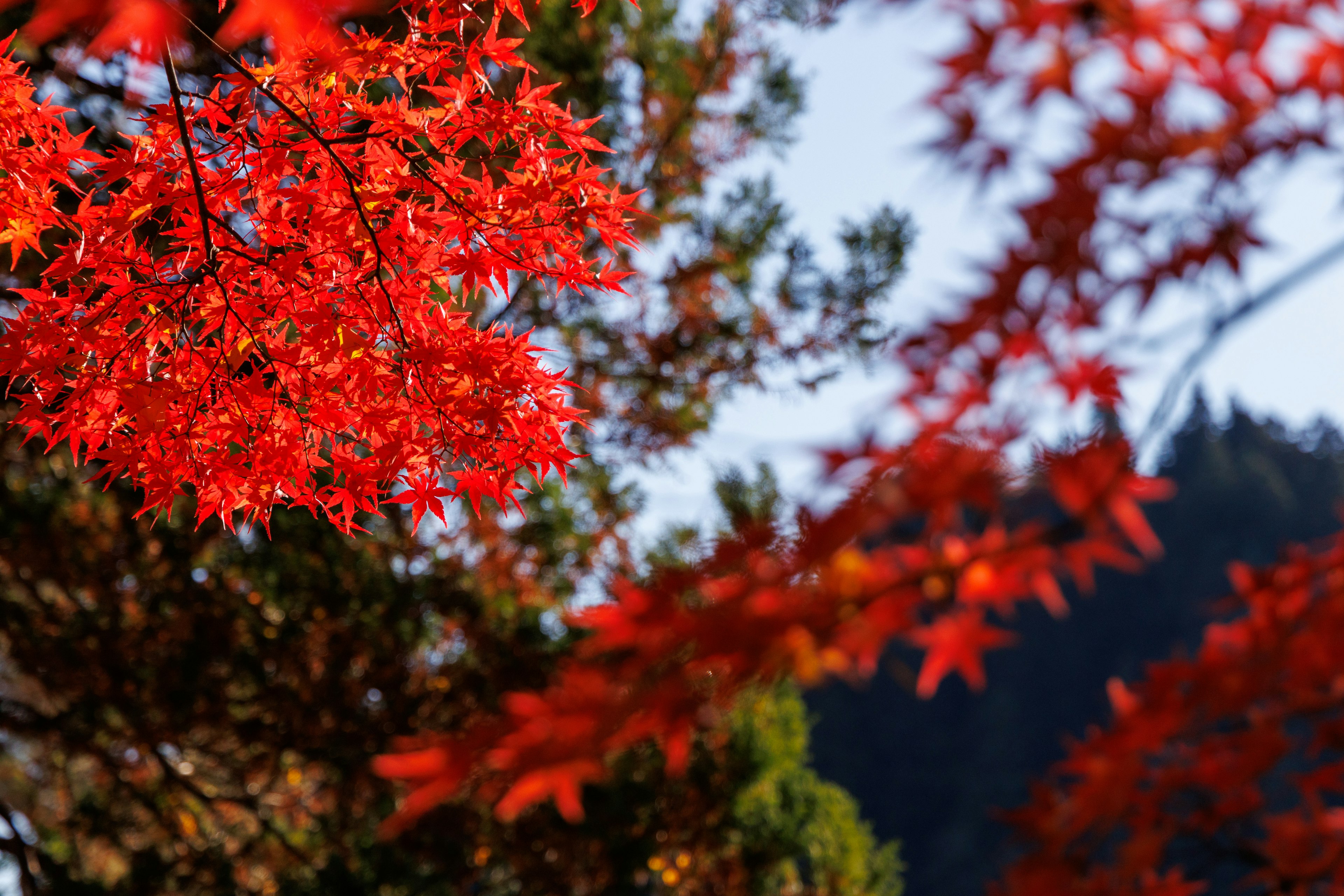 Vibrant red leaves on trees in a natural setting