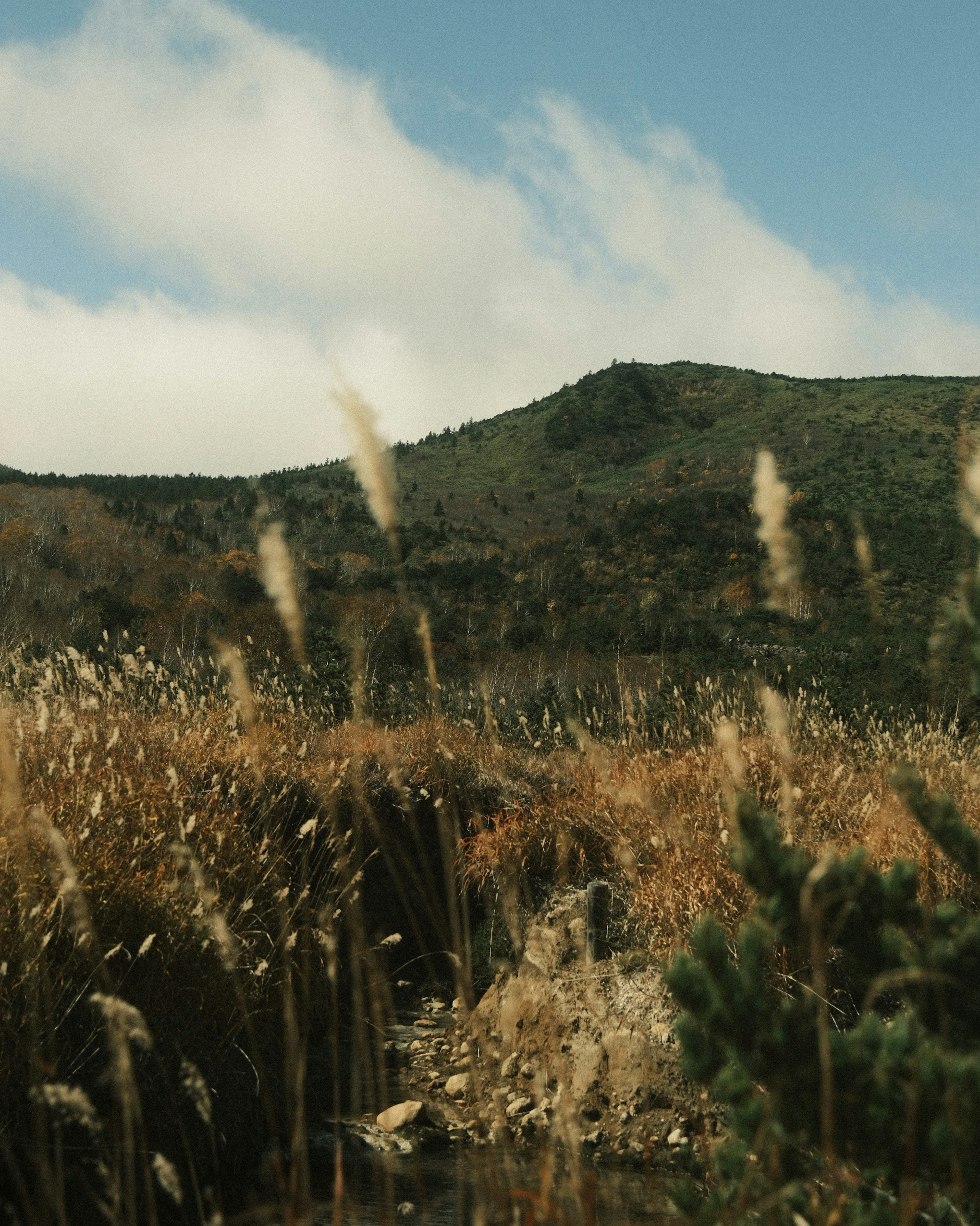 Eine natürliche Landschaft mit grasbewachsenen Feldern und einem fernen Berg