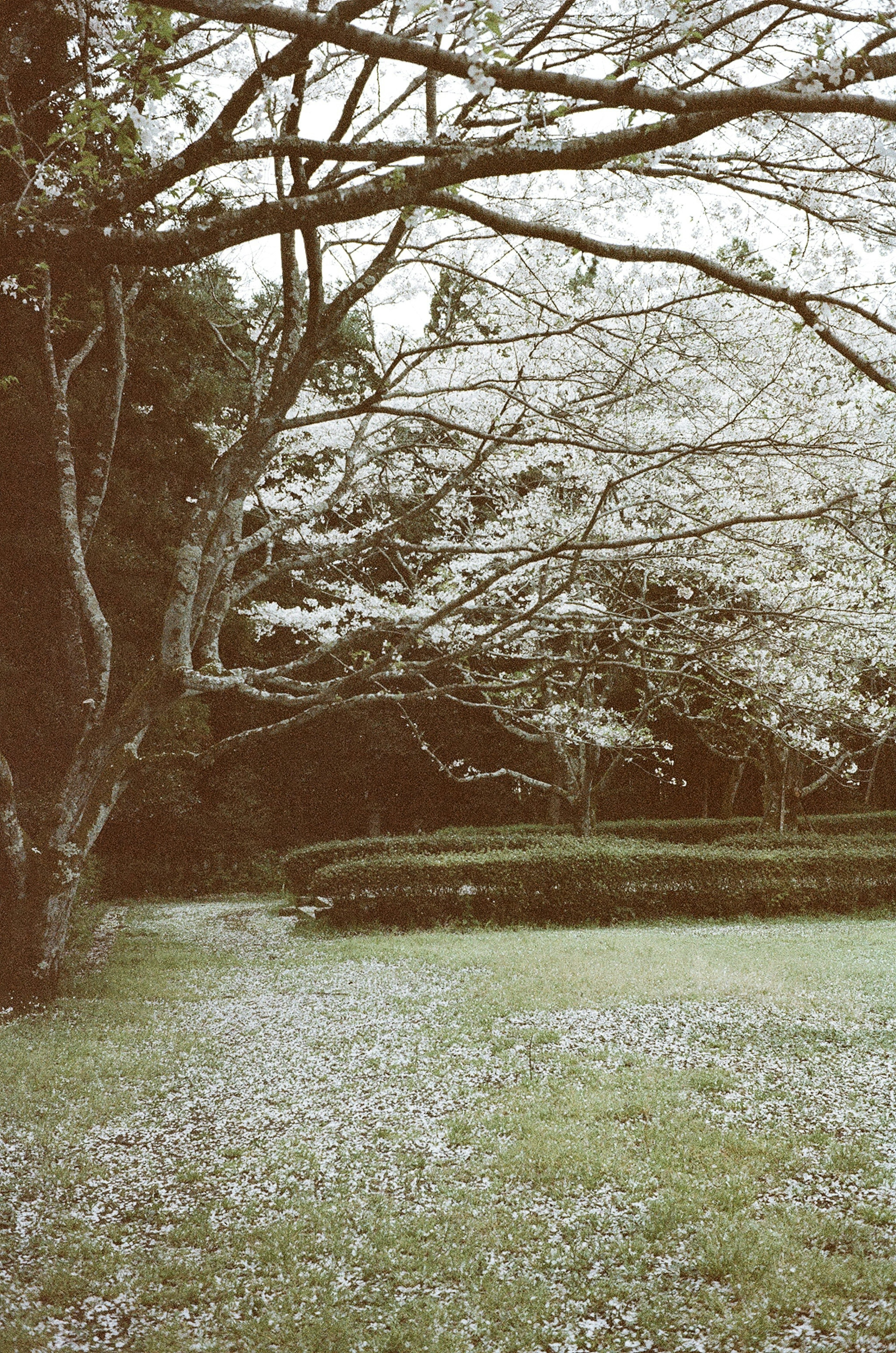 Un paisaje sereno con un árbol de flores blancas y césped verde exuberante