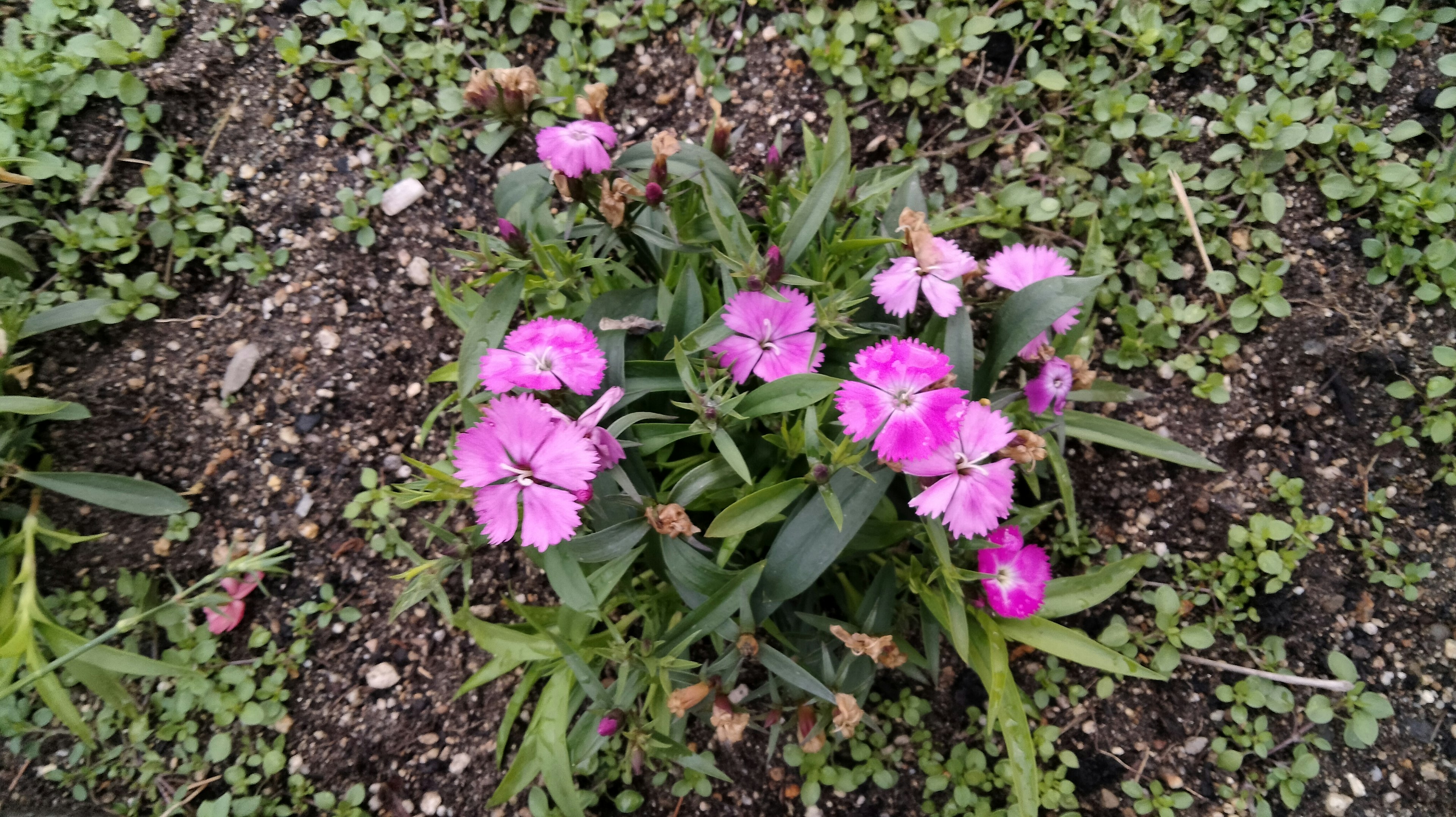 Un gruppo di fiori rosa vivaci circondati da erba verde