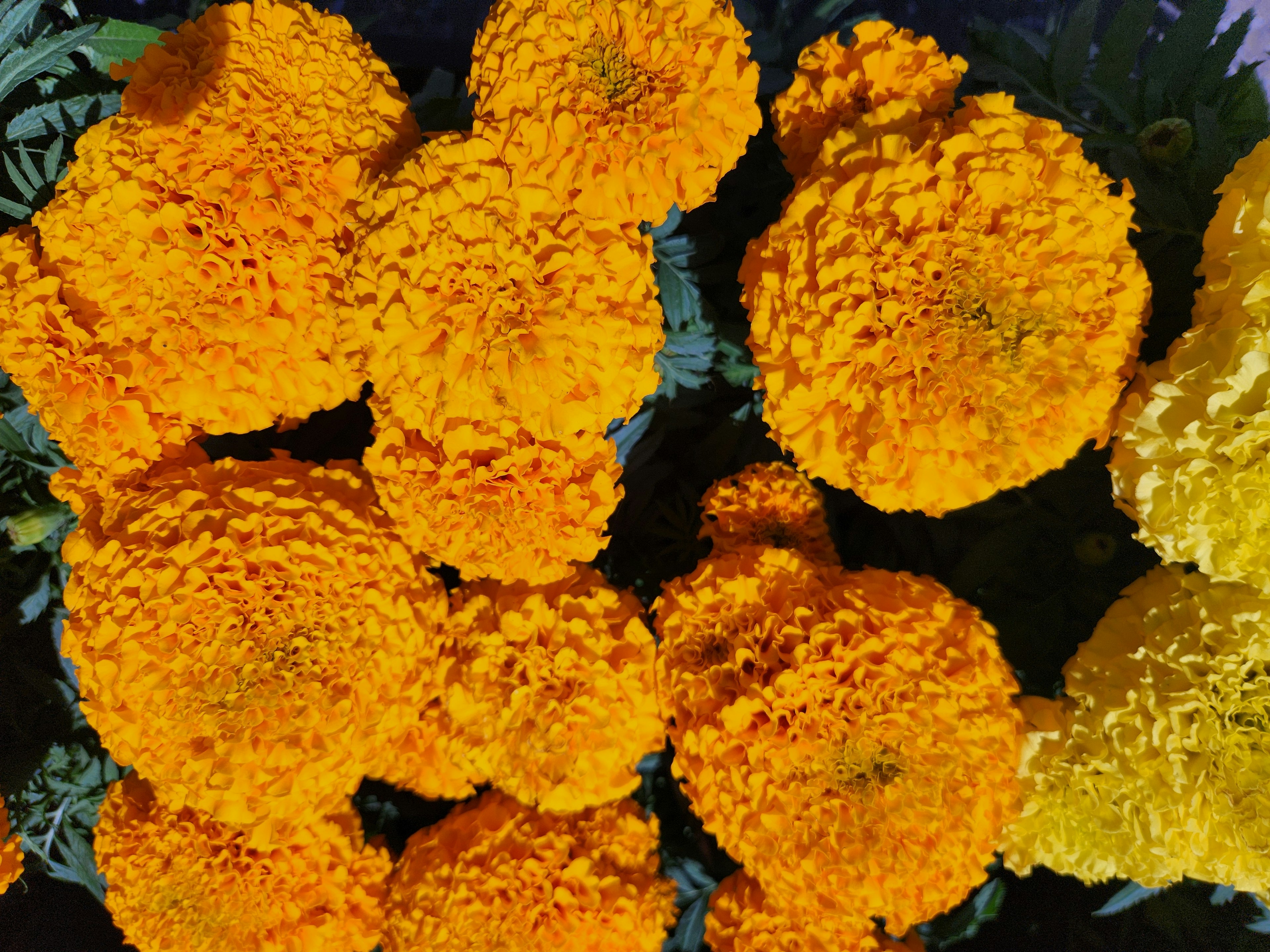 Lebendige orange Ringelblumen in Gruppen