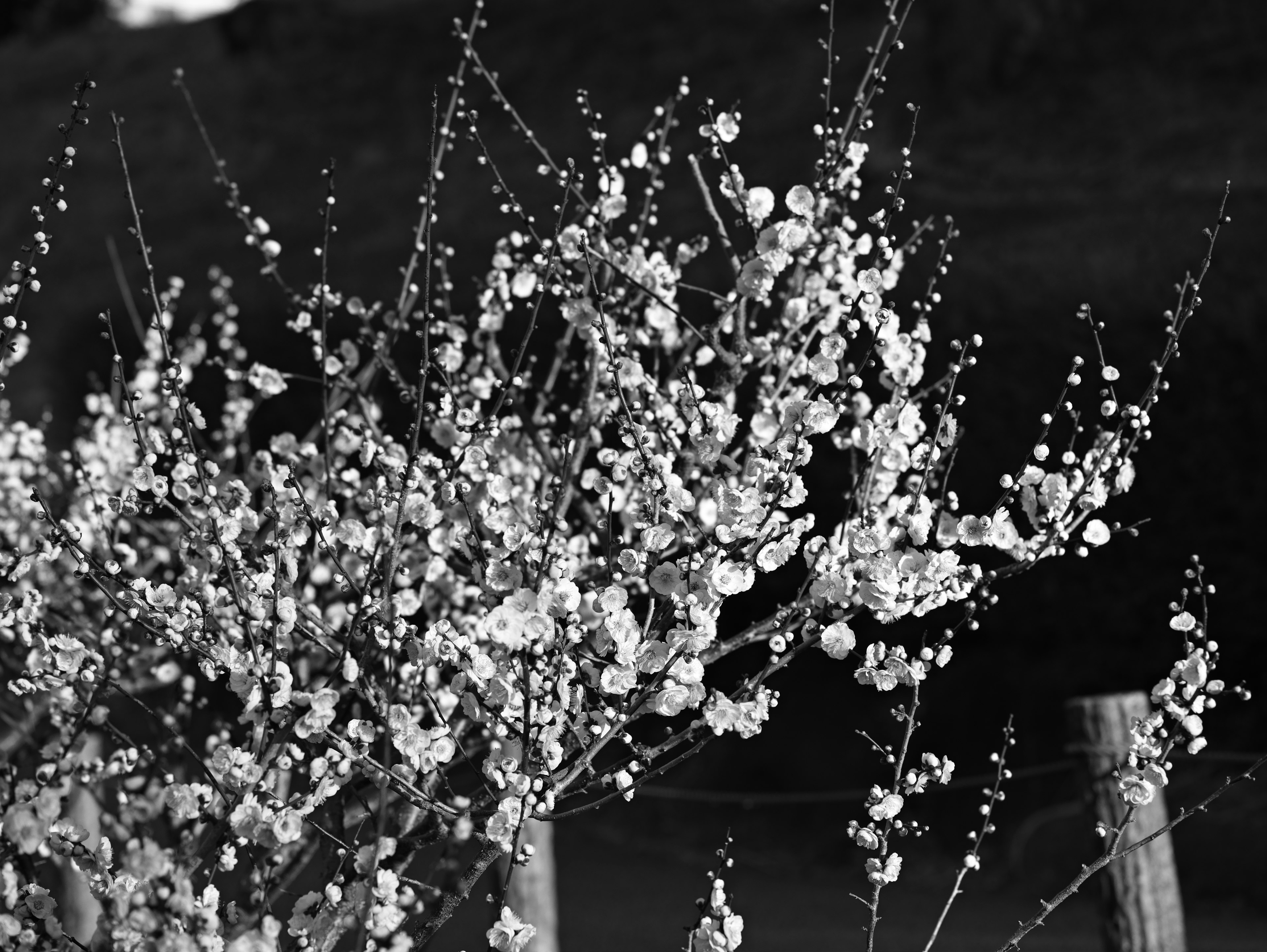 Image en noir et blanc de branches fleuries avec des fleurs délicates