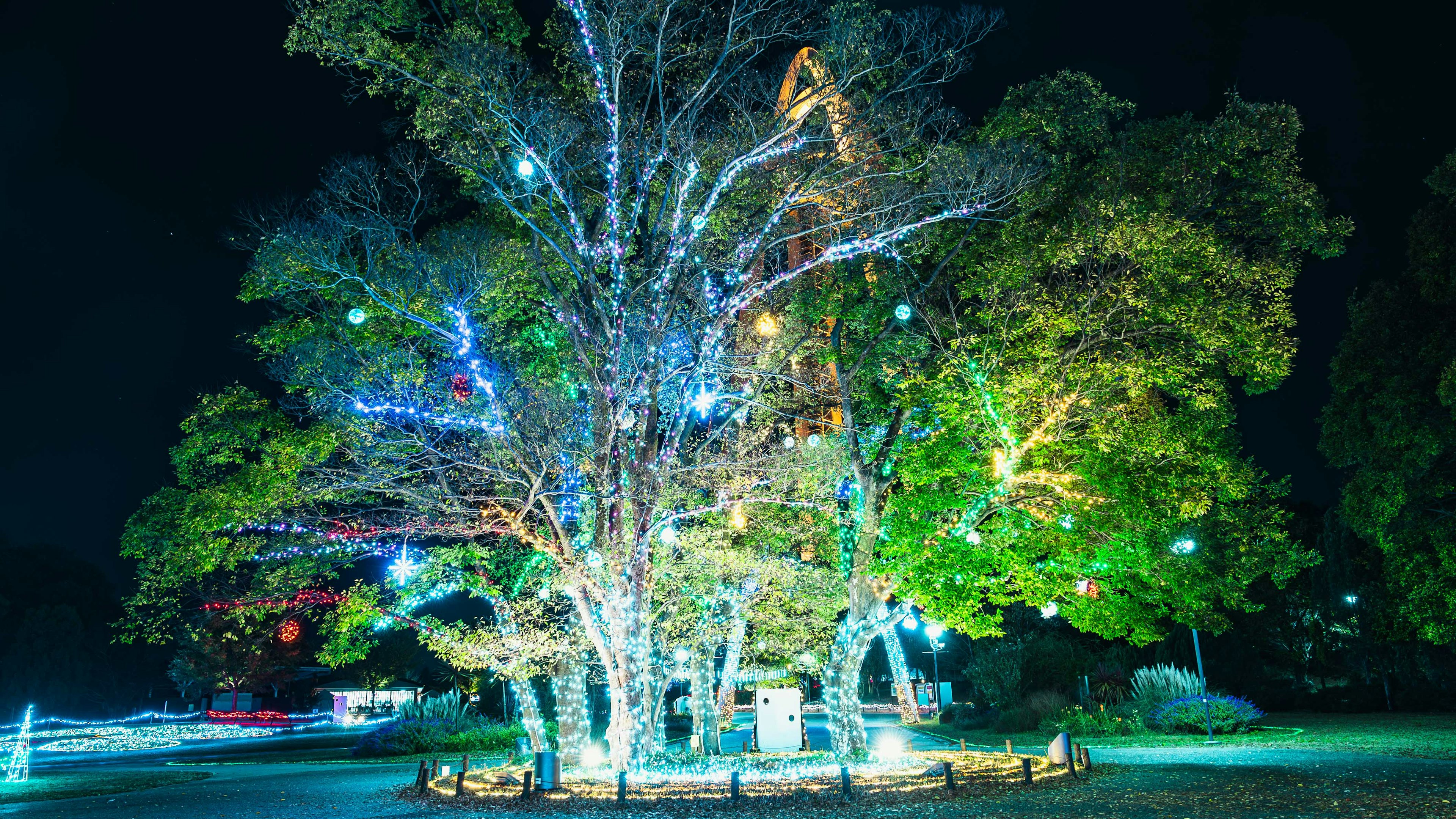 Un grande albero illuminato di notte con luci colorate e vegetazione circostante