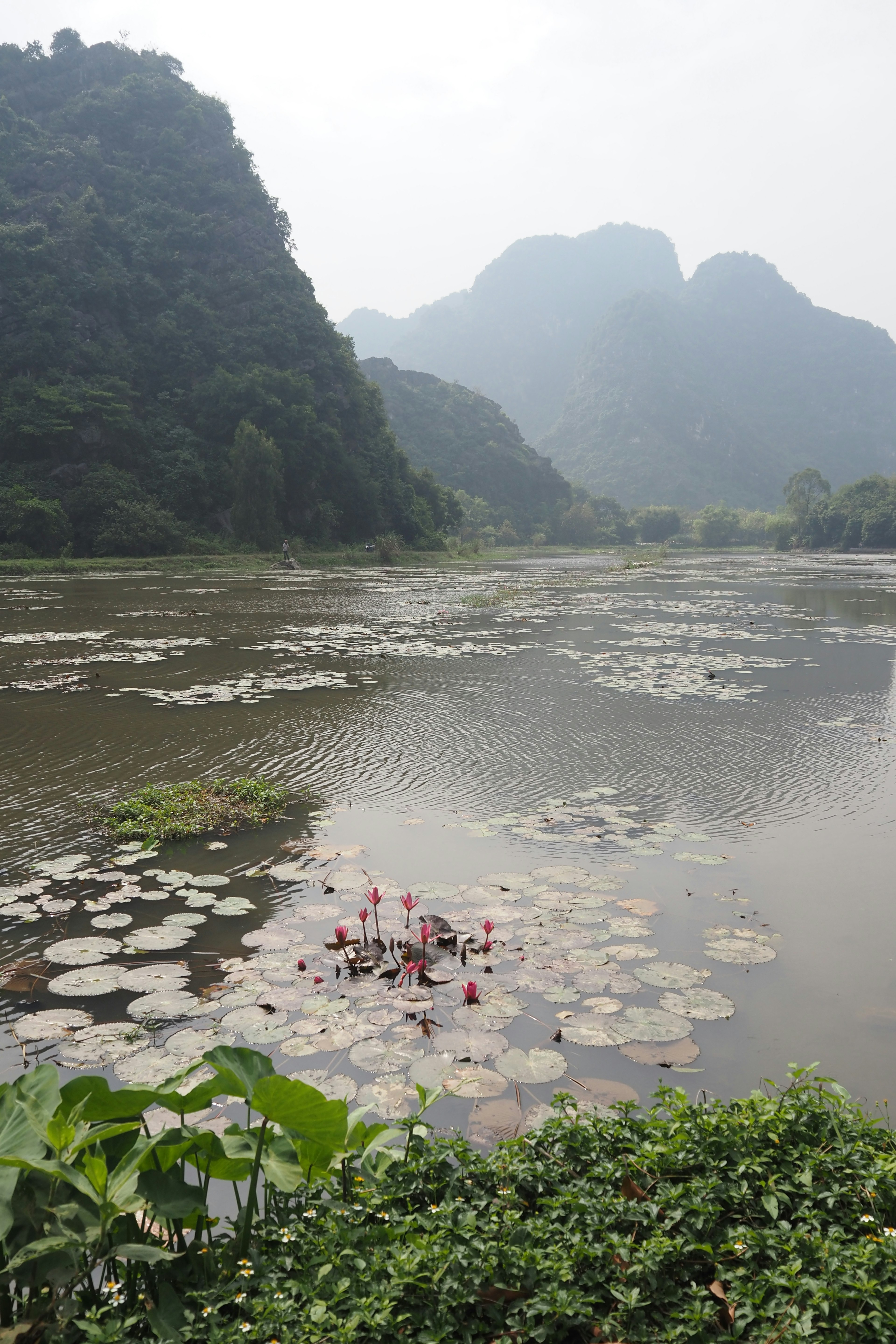 Lago sereno con lirios de agua en flor y montañas circundantes