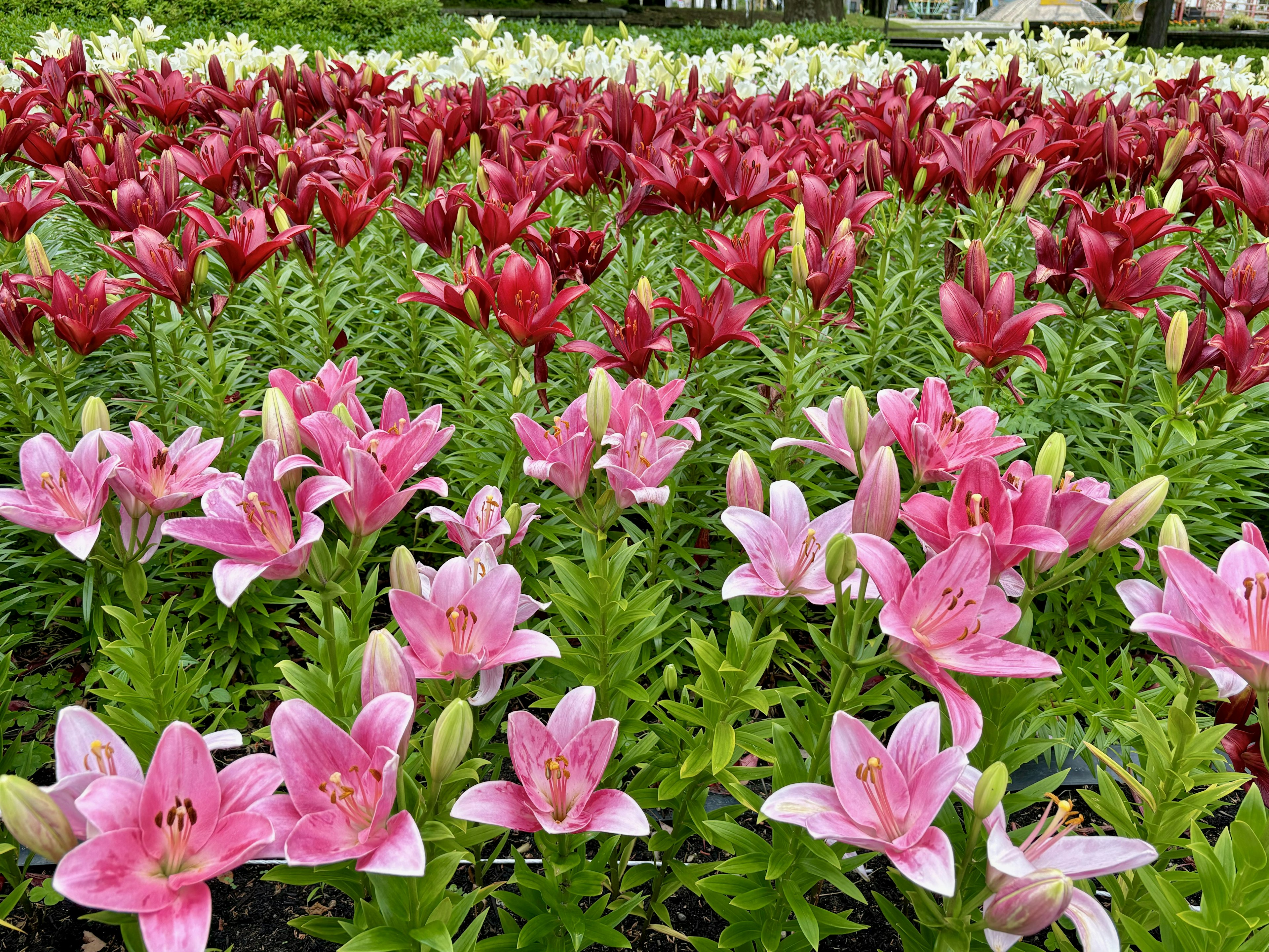 ピンクと赤のユリの花が咲く美しい花畑