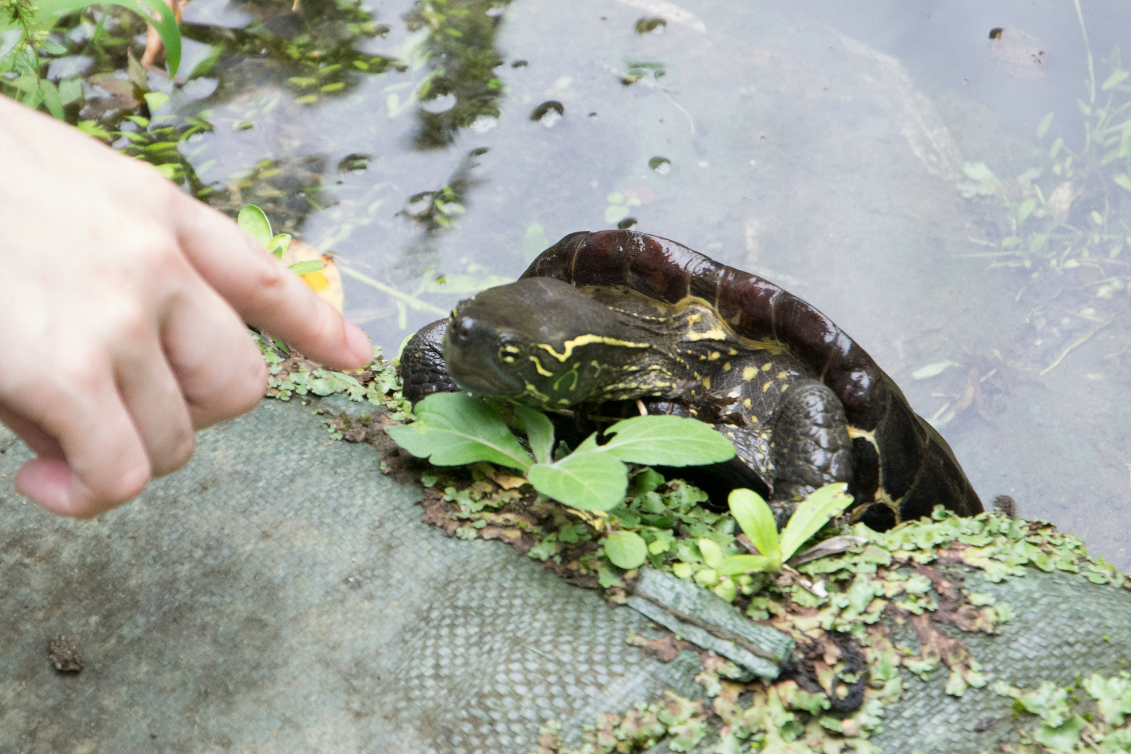 Primer plano de una tortuga junto al agua con una mano extendida