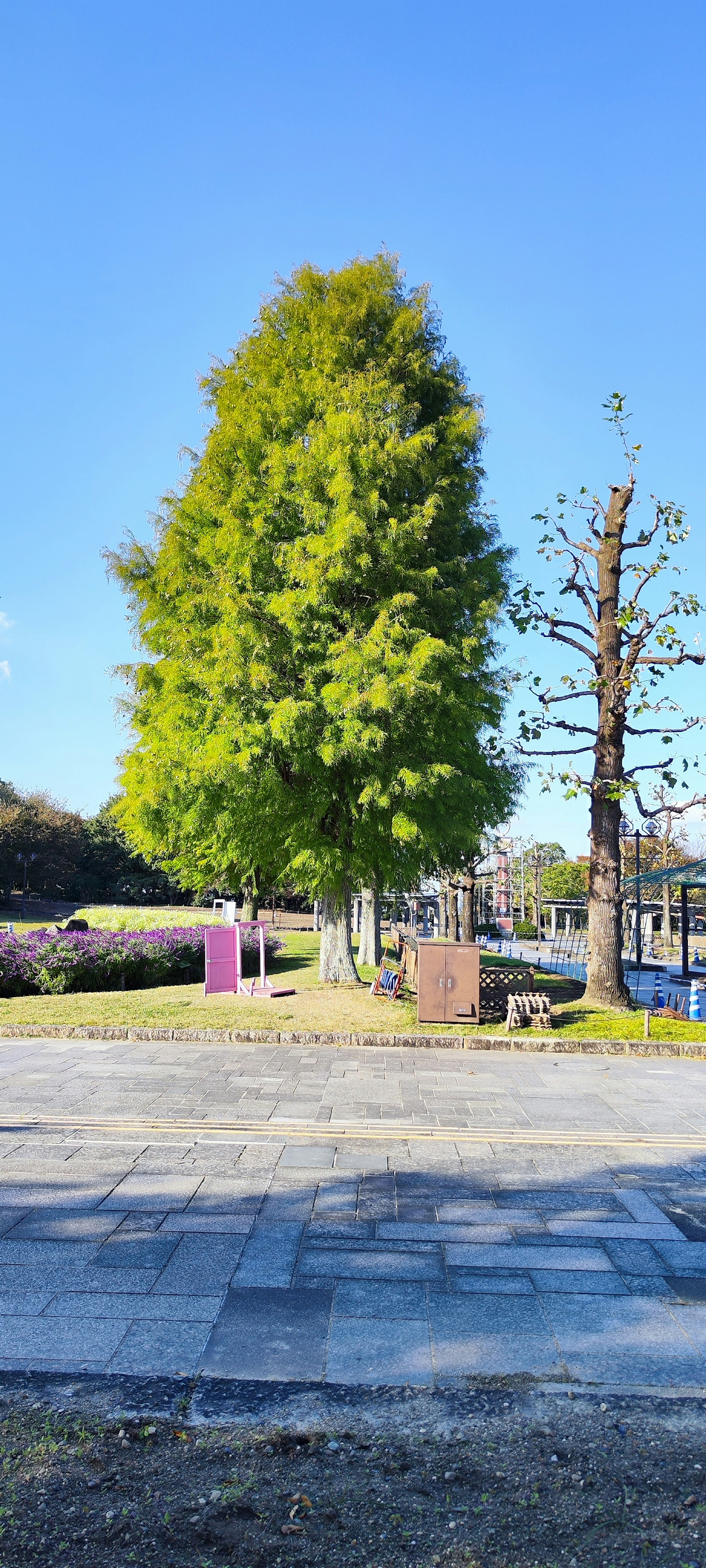 Contraste d'un arbre vert et d'un arbre nu sous un ciel bleu paysage de parc