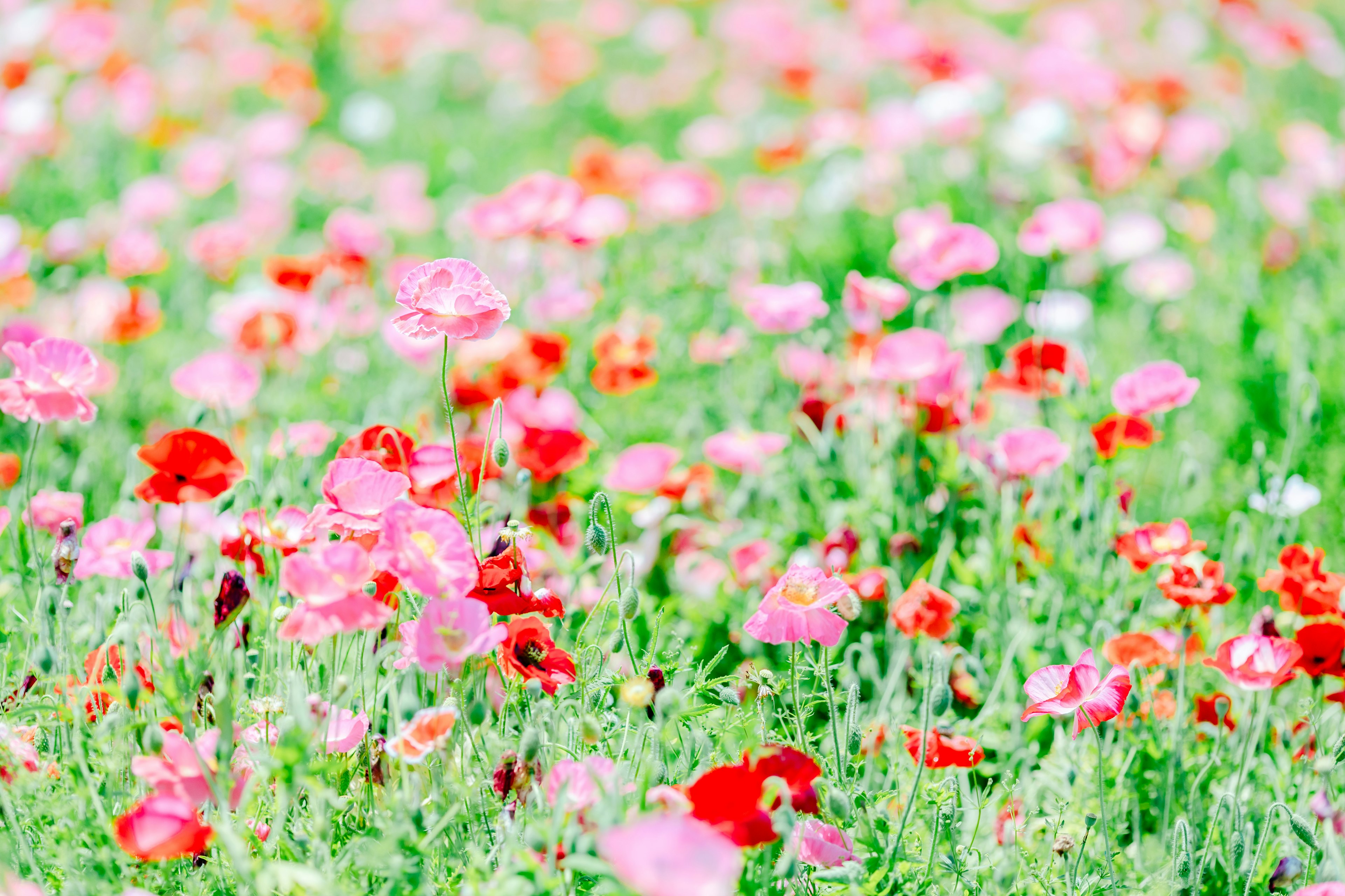 Colorful flowers blooming in a vibrant field