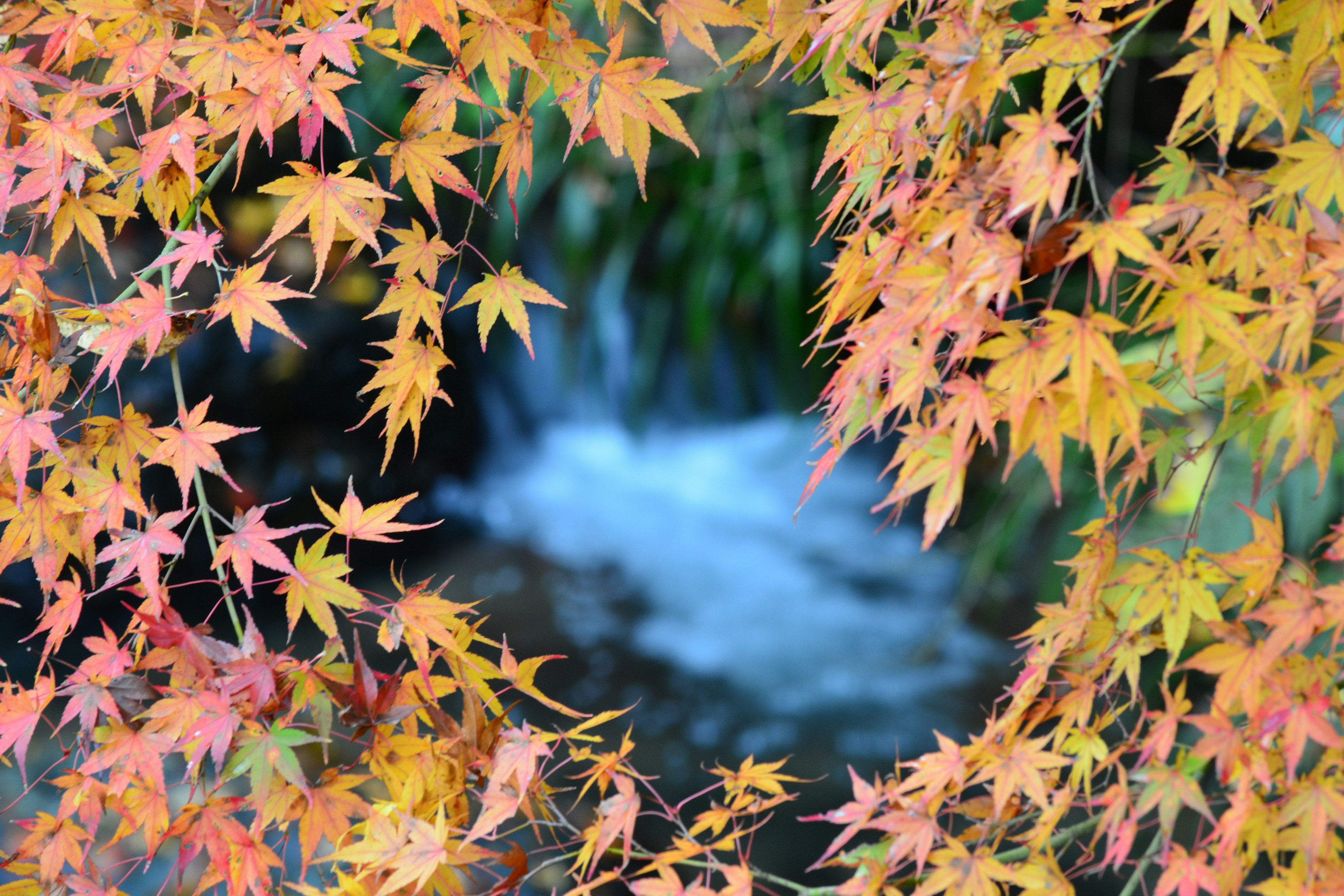 紅葉に囲まれた流れる水の美しい風景