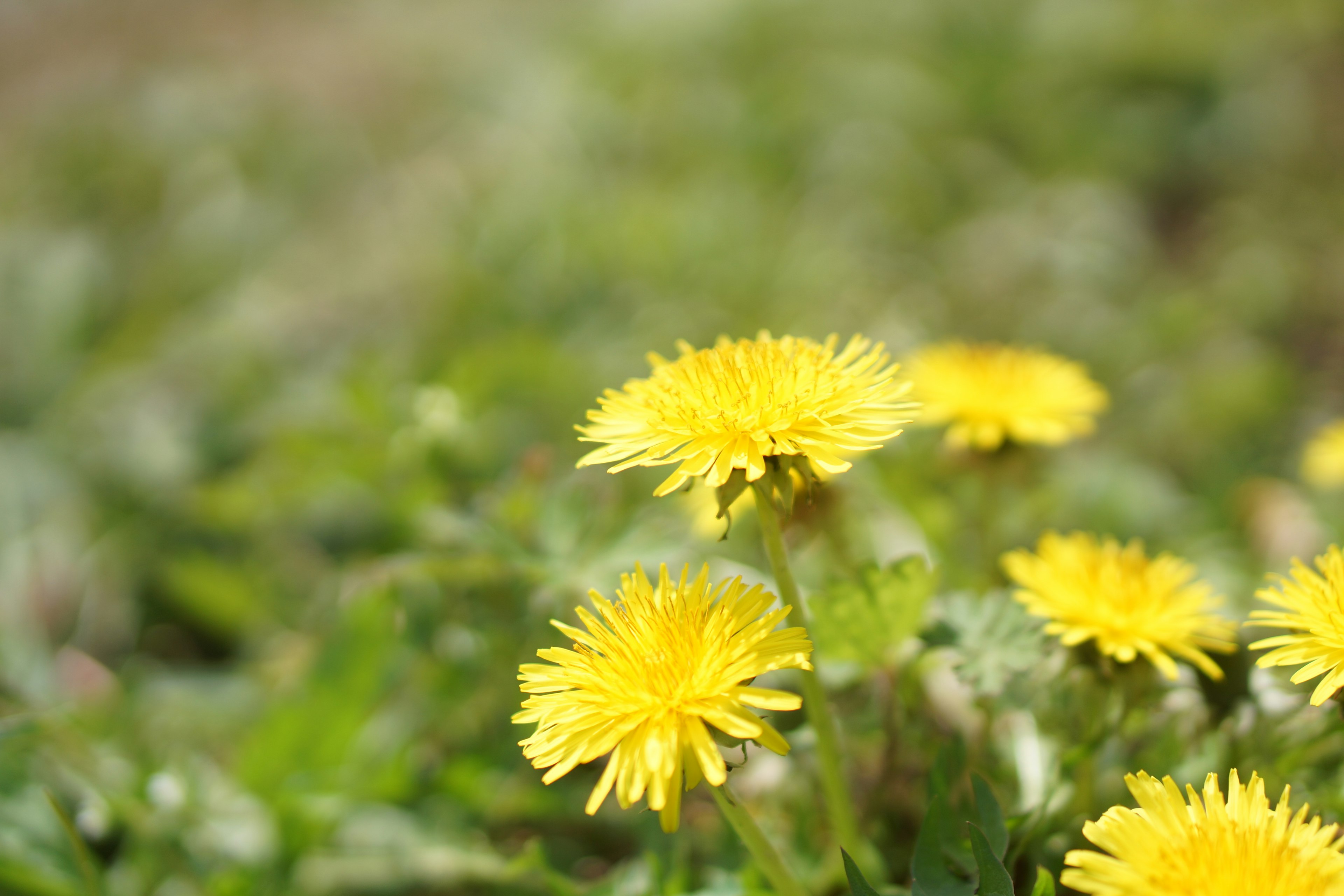 Yellow dandelion flowers blooming among green leaves