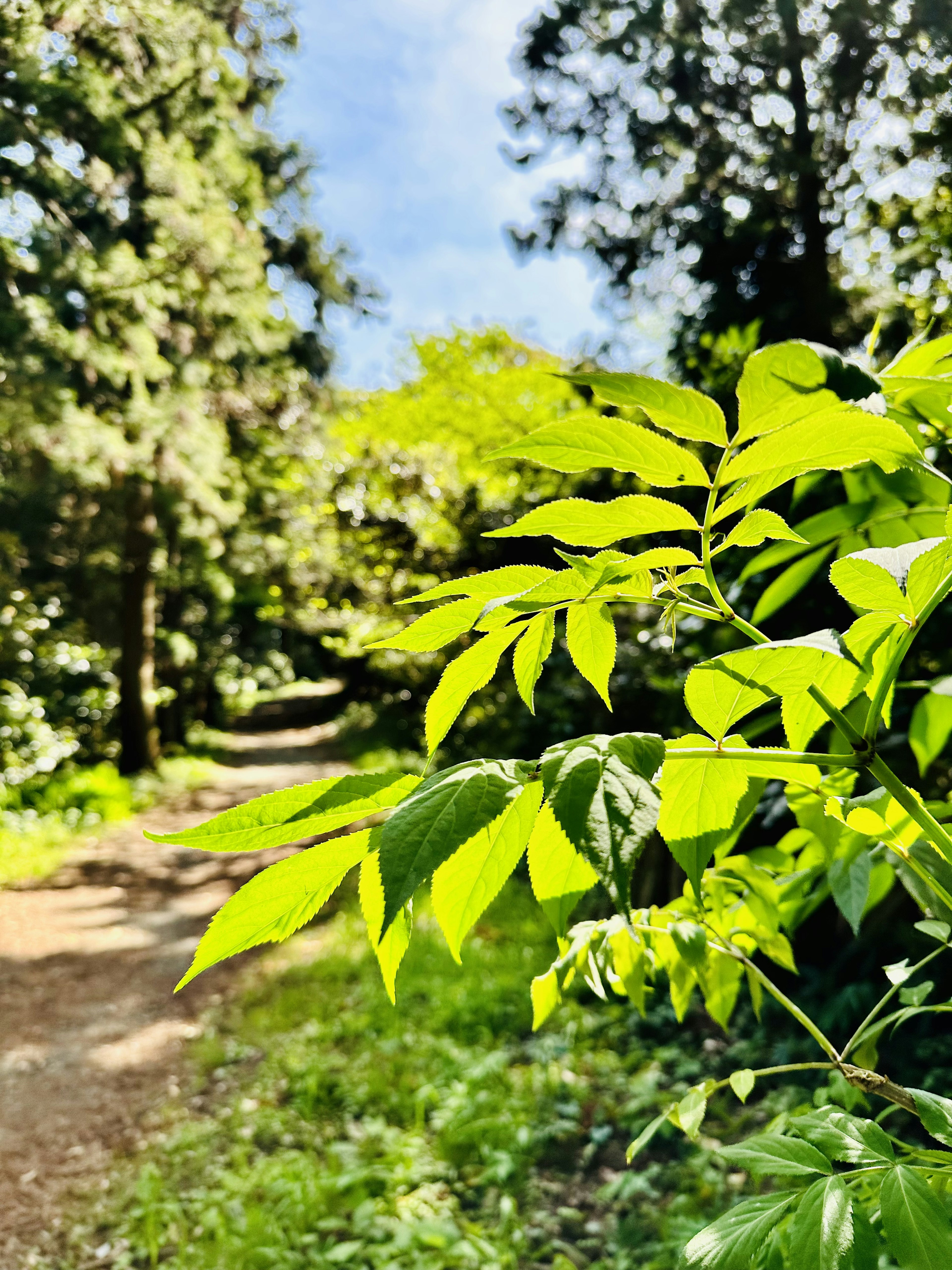 緑の葉が目立つ小道の風景で周囲には木々が生い茂っている