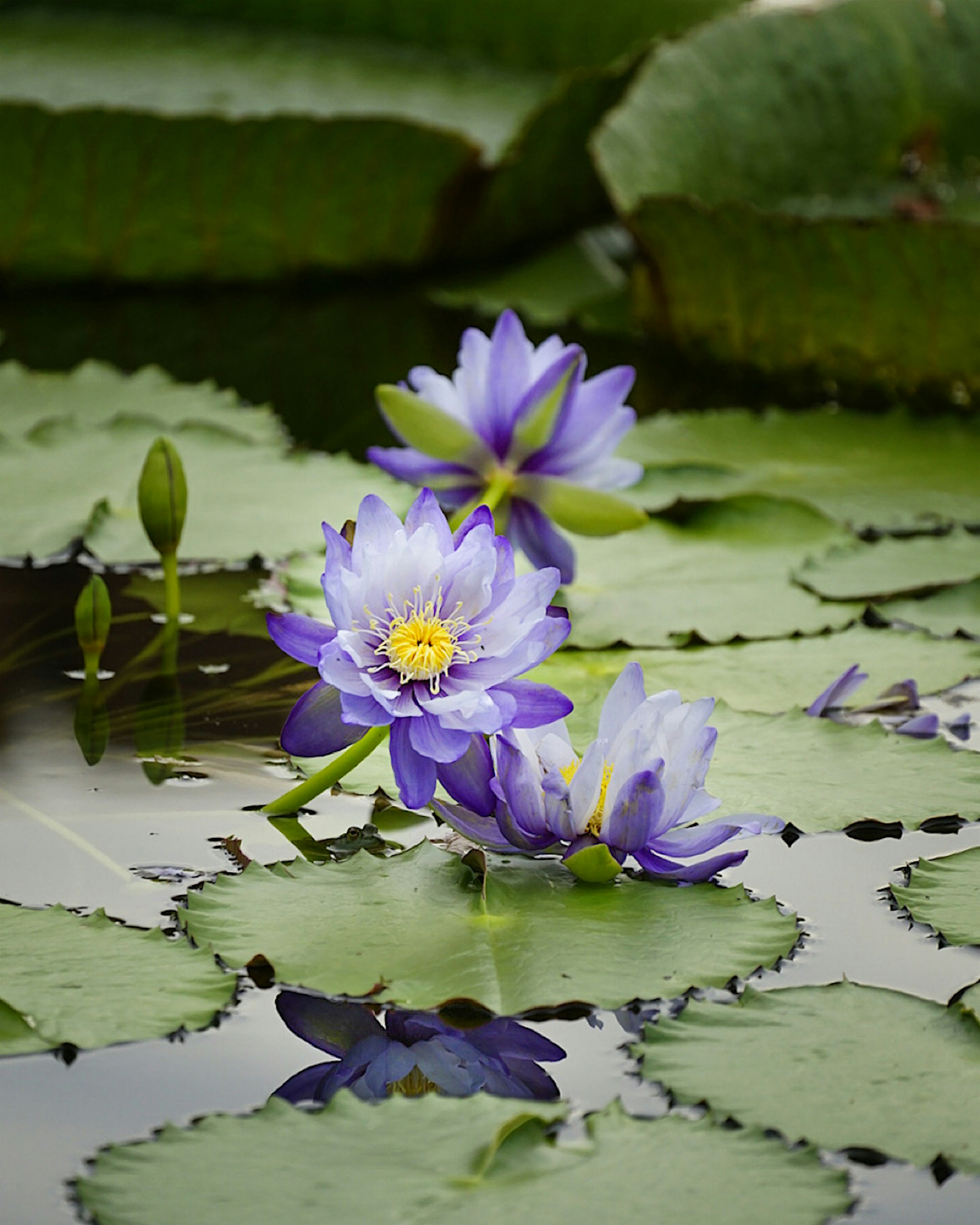 Lila-Wasserlilien, die auf der Wasseroberfläche mit grünen Blättern schwimmen