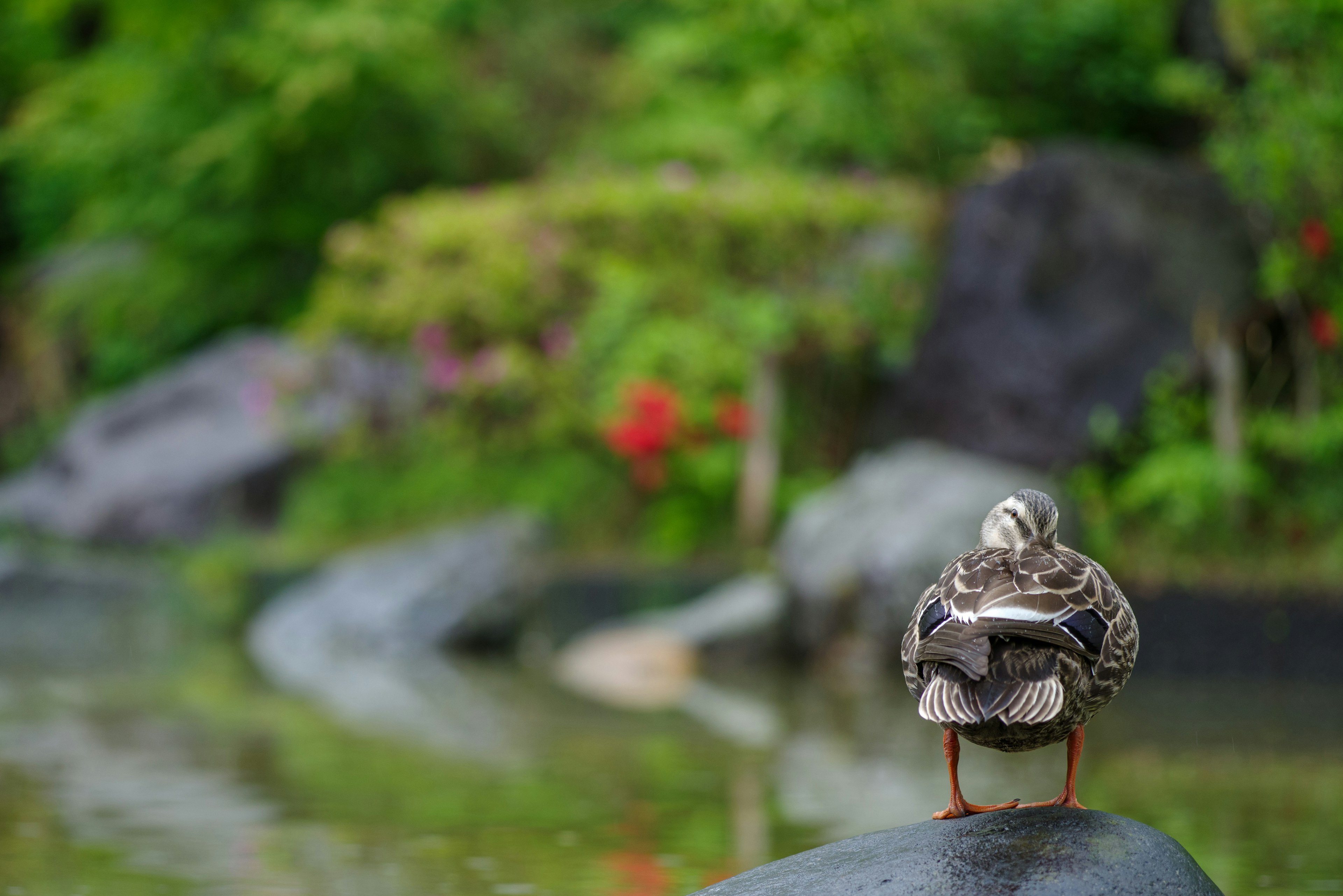 Eine Ente steht auf einem Stein an einem ruhigen Teich umgeben von grünem Laub und Steinen