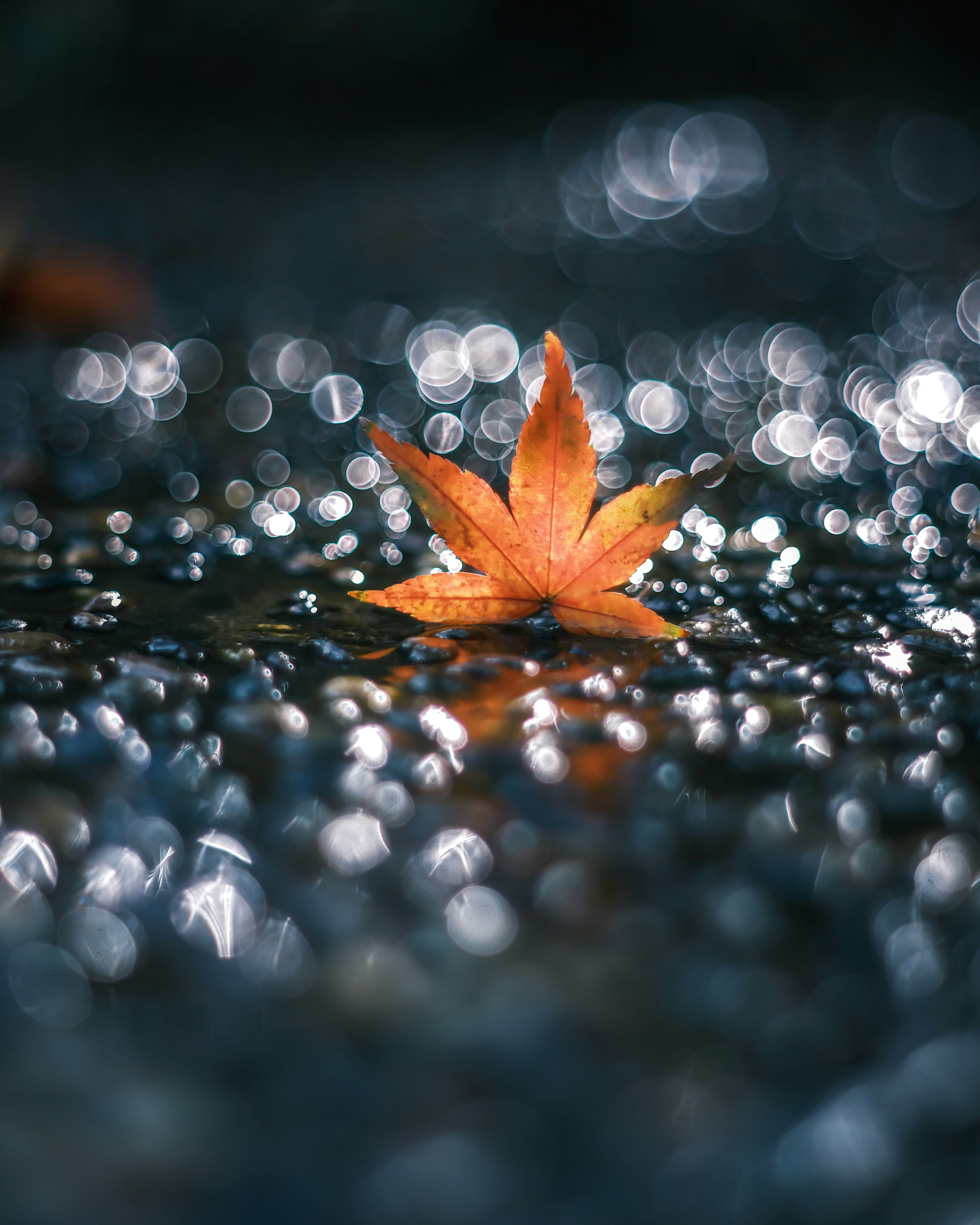 An orange maple leaf floating in a puddle with shimmering water droplets