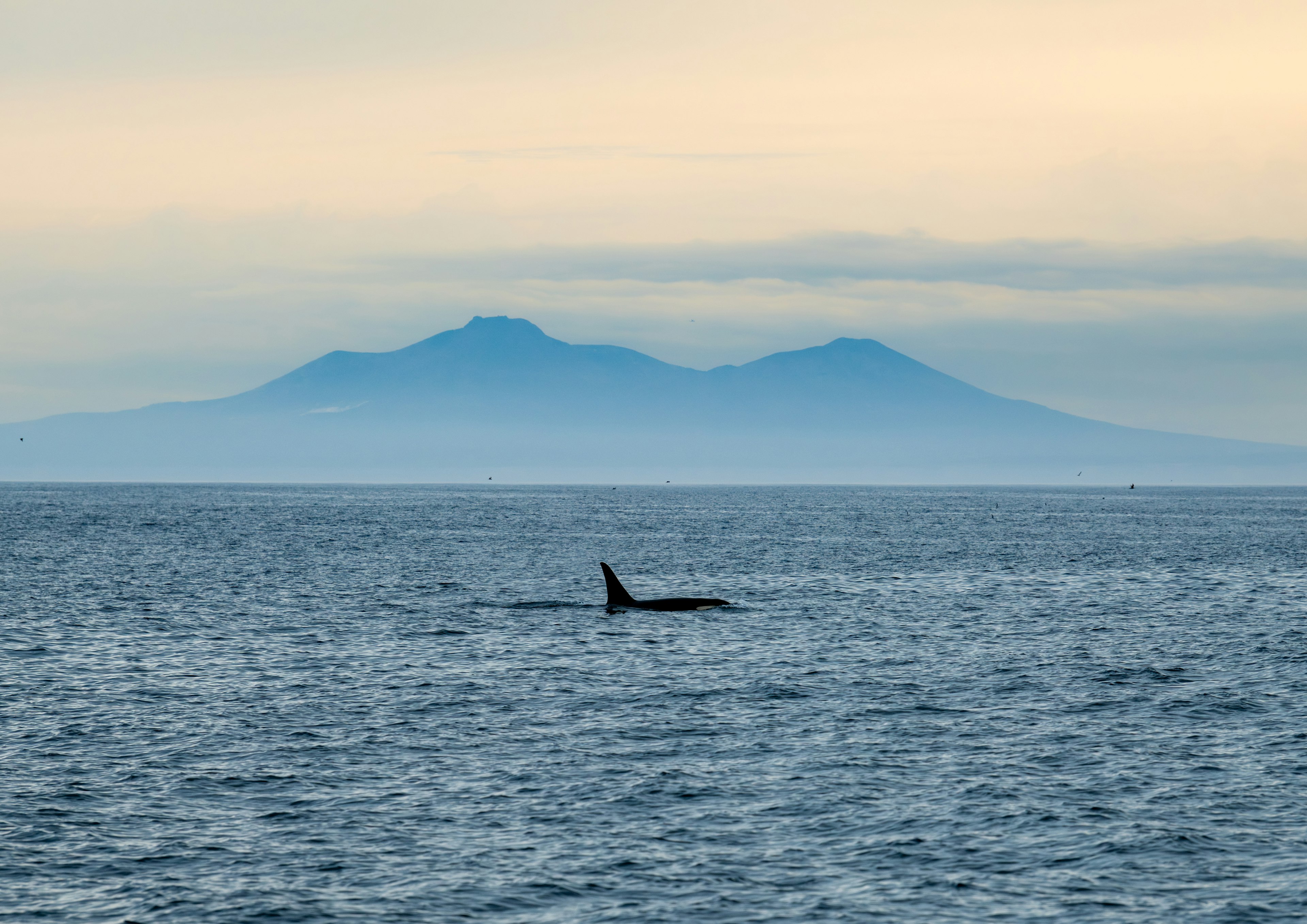 海の中を泳ぐシャチと遠くの山々の風景