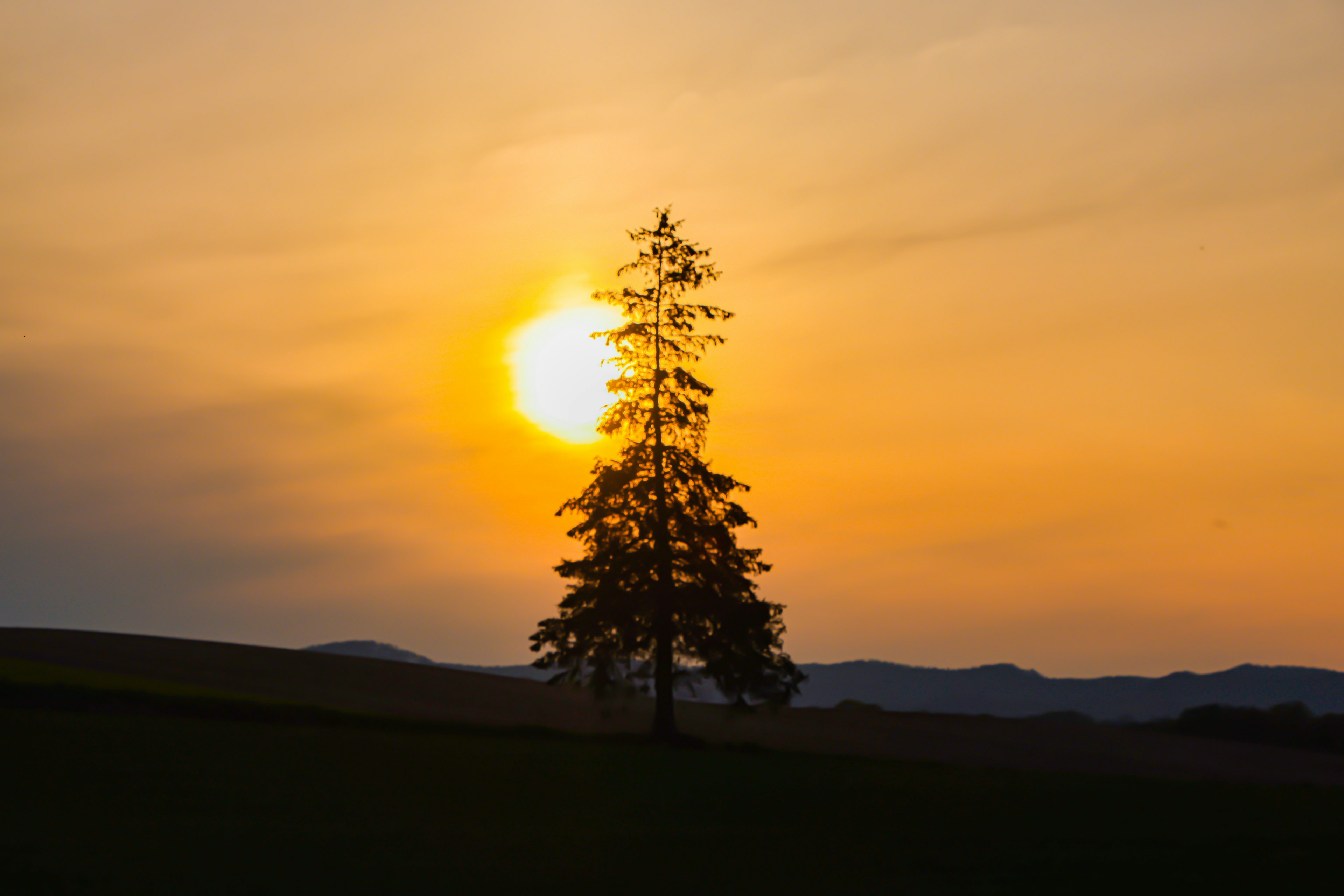 Silueta de un árbol contra el atardecer