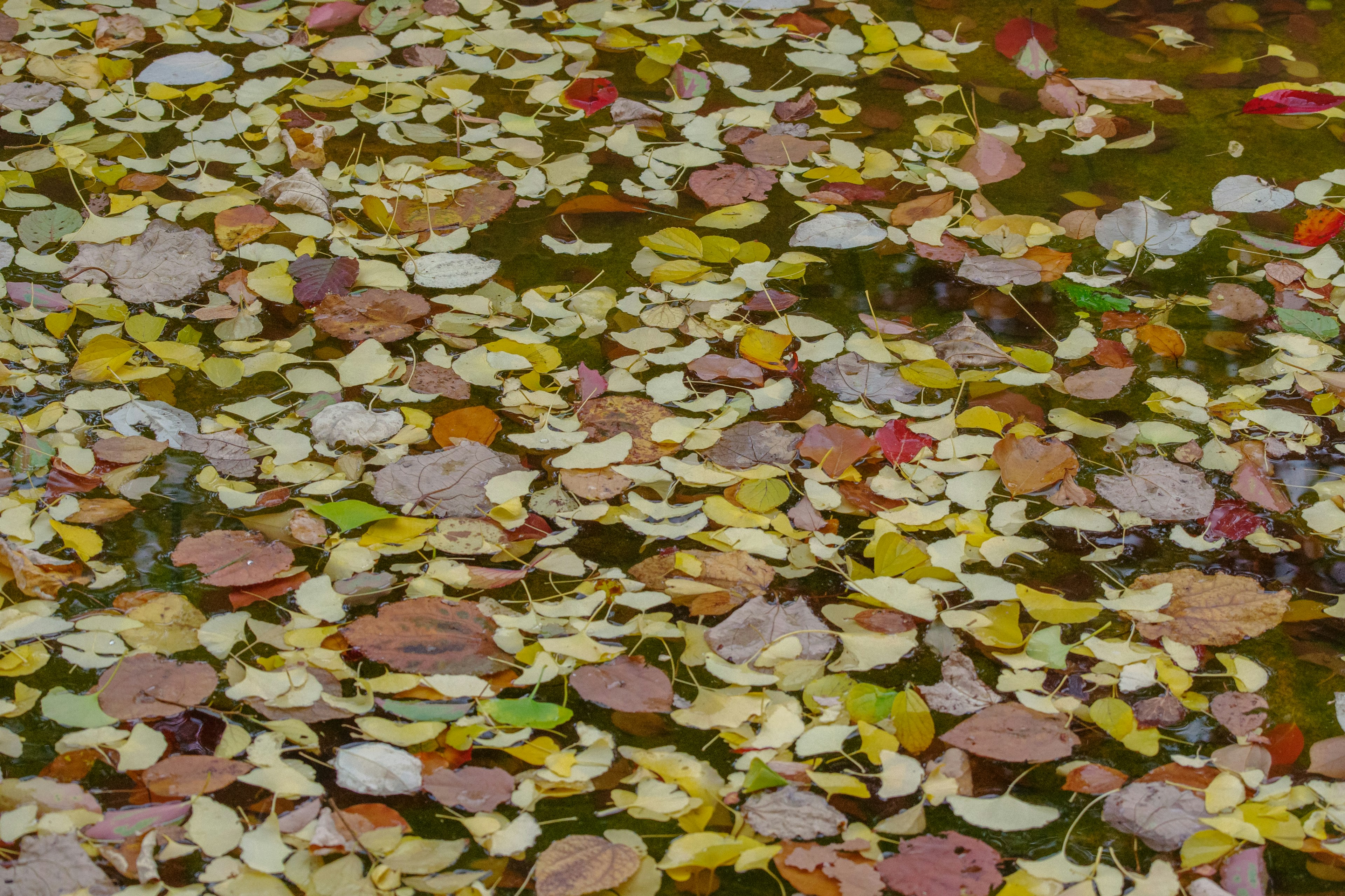 Hojas de otoño coloridas flotando en el agua